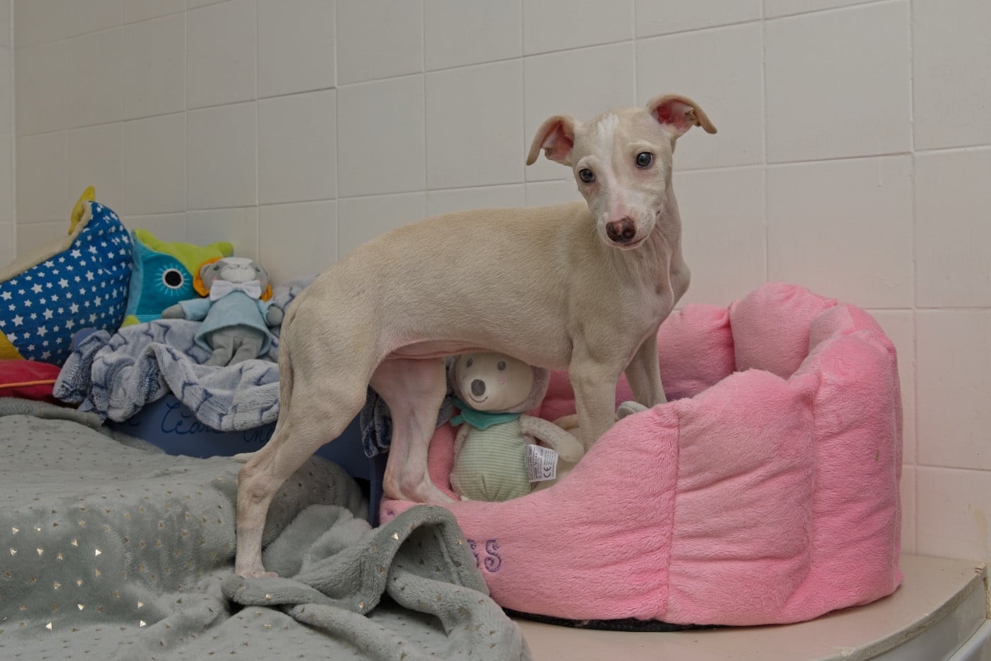 Autumn gold du Cèdre Enchanté