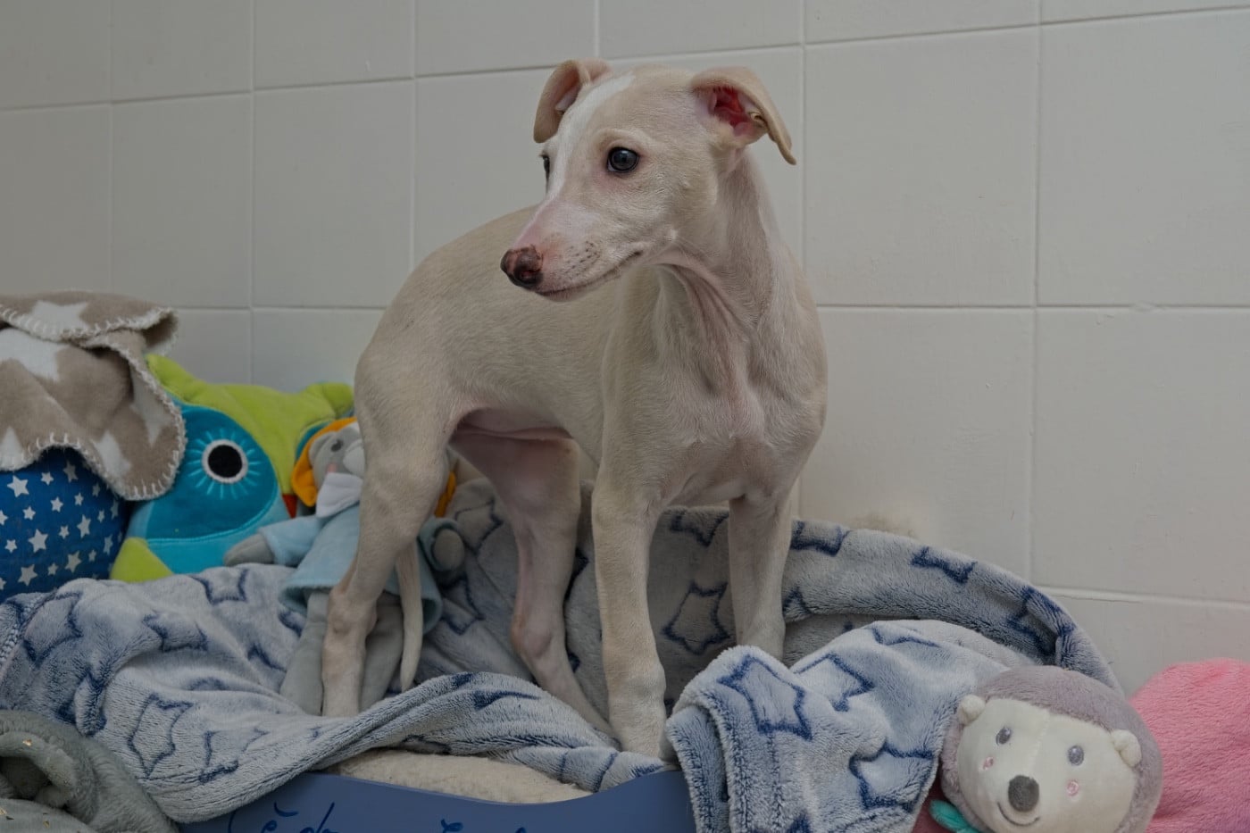 Autumn gold du Cèdre Enchanté