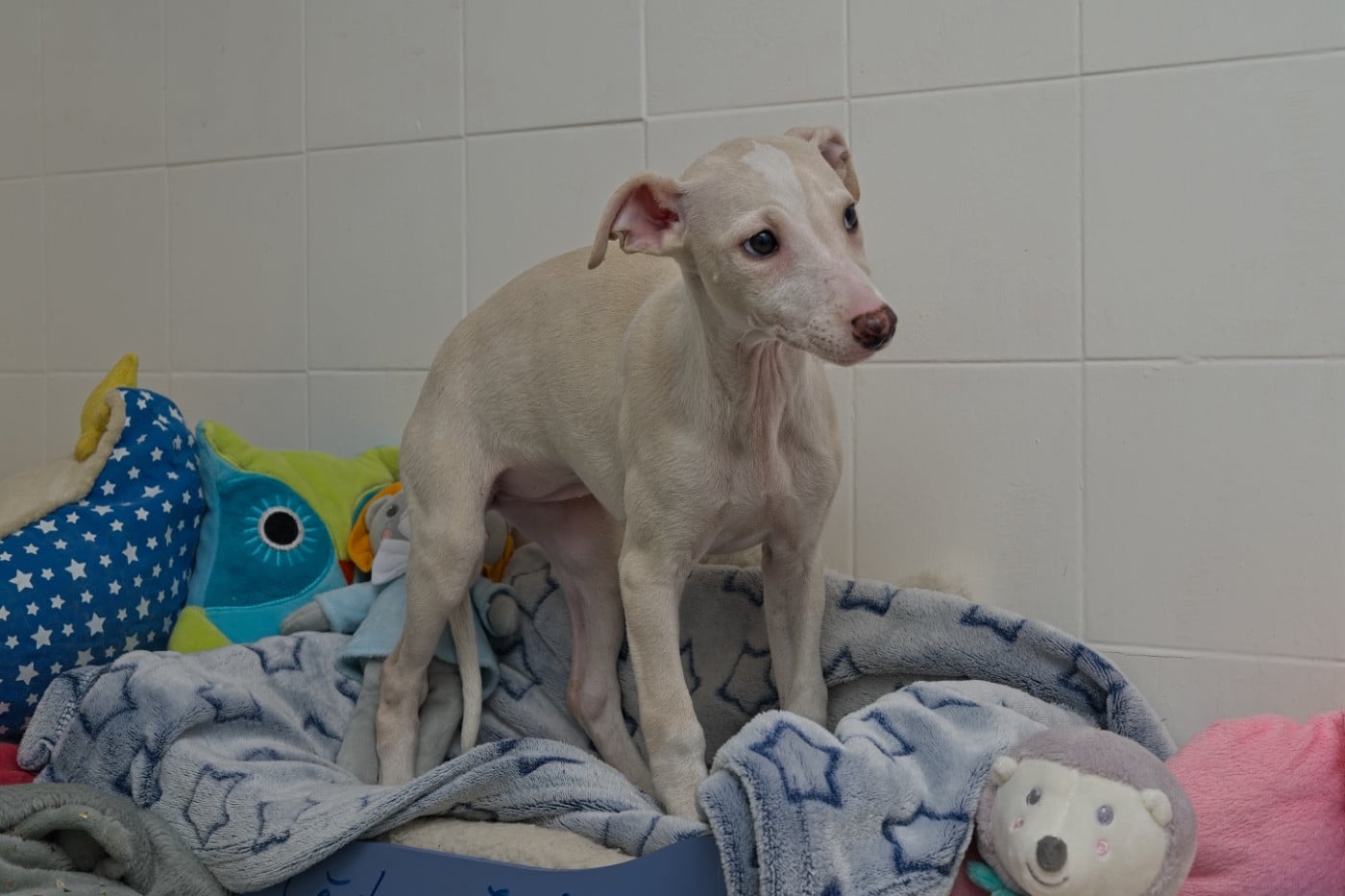 Autumn gold du Cèdre Enchanté