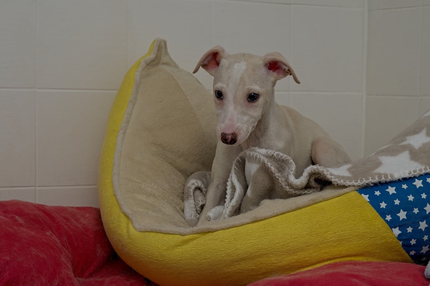 Autumn gold du Cèdre Enchanté