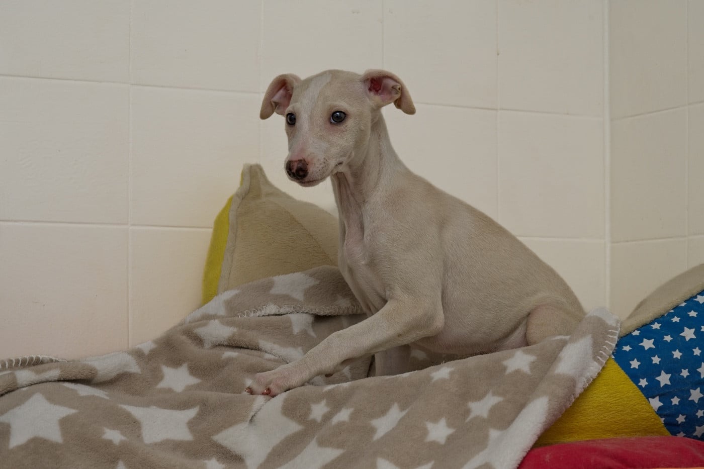 Whippet - du Cèdre Enchanté