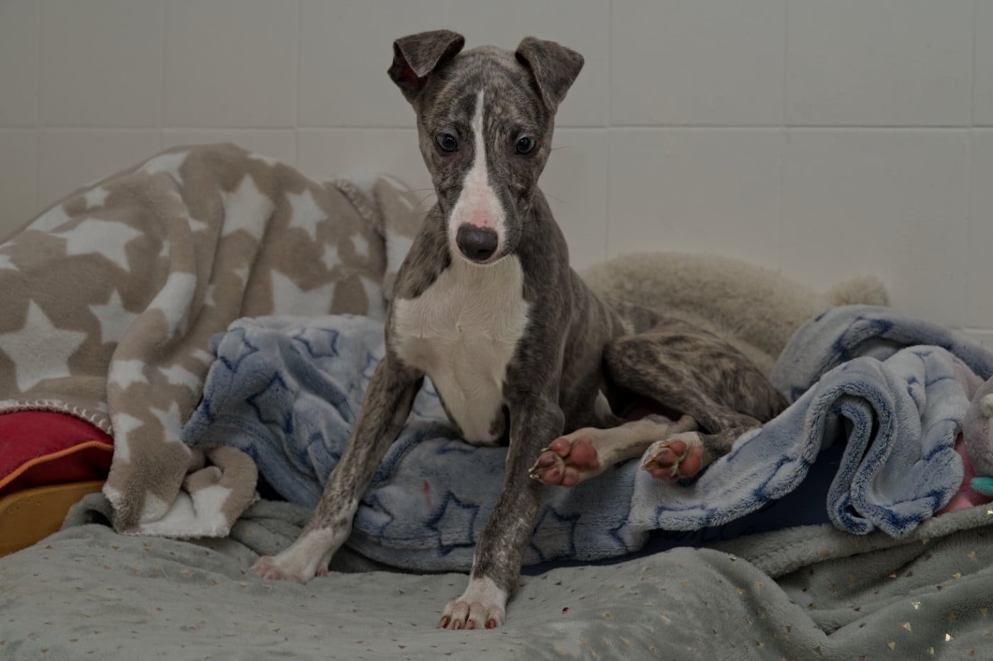Automne bleue du Cèdre Enchanté