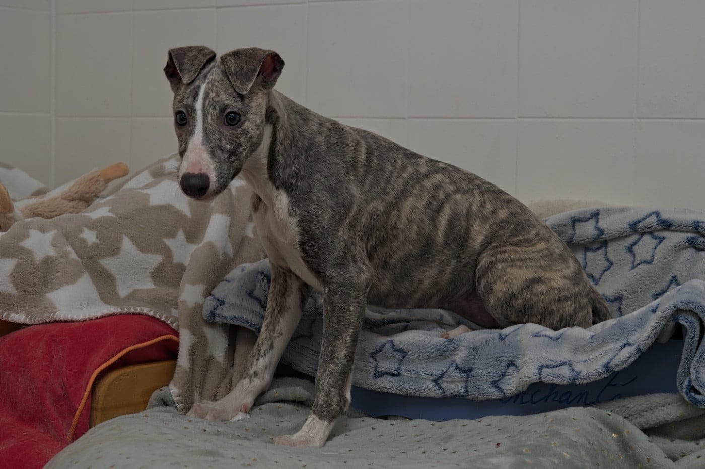Automne bleue du Cèdre Enchanté