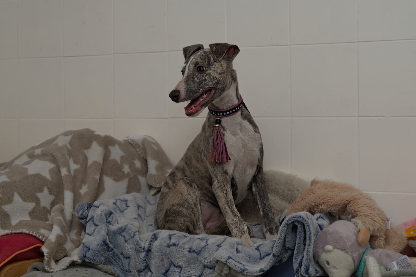 Automne bleue du Cèdre Enchanté