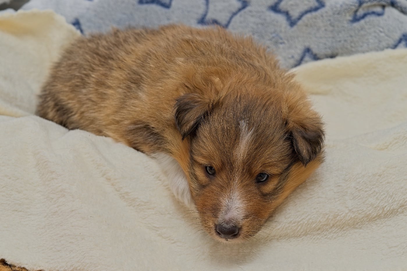 Aston Gold du Cèdre Enchanté