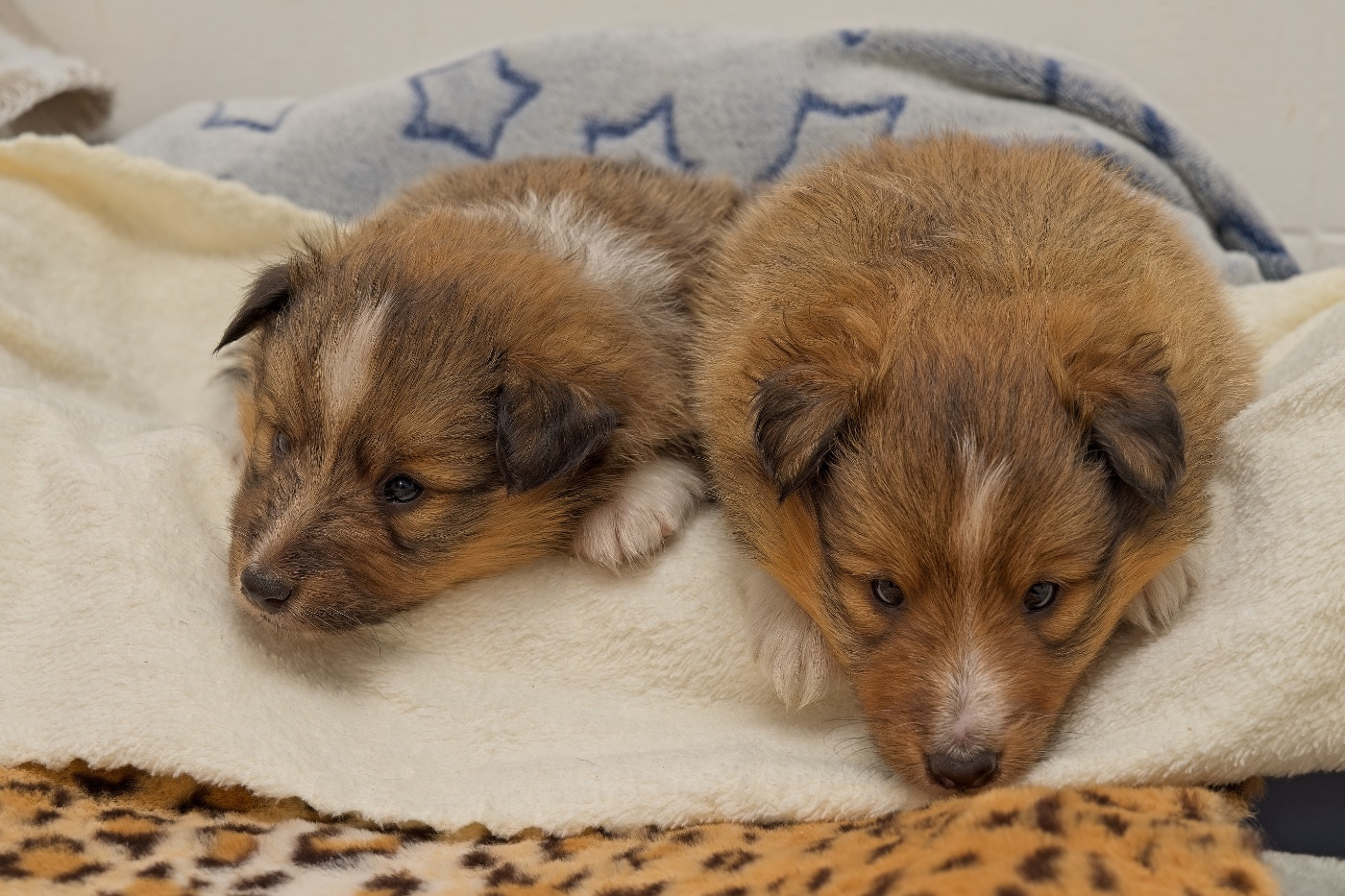 Aston Gold du Cèdre Enchanté