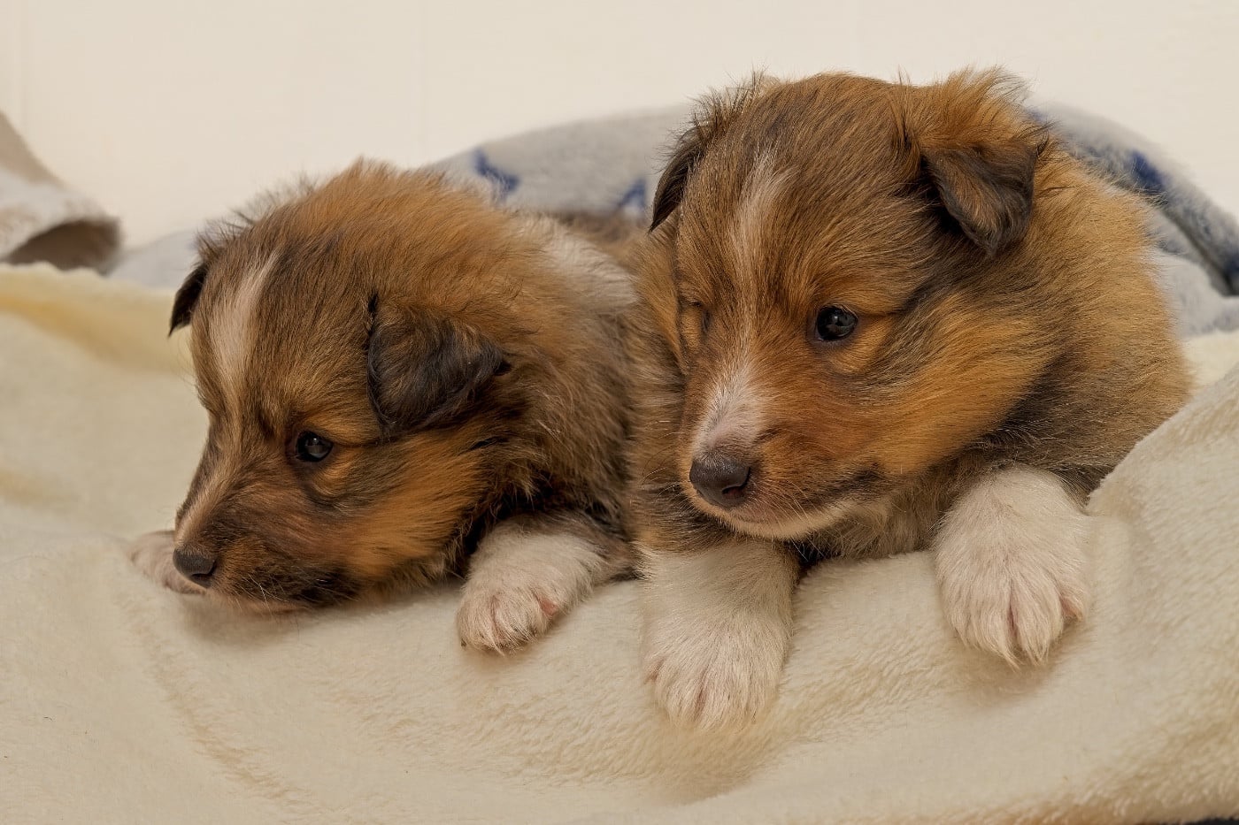 Aston Gold du Cèdre Enchanté