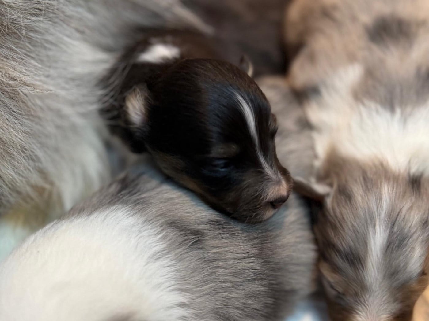 Andrew Black du Cèdre Enchanté