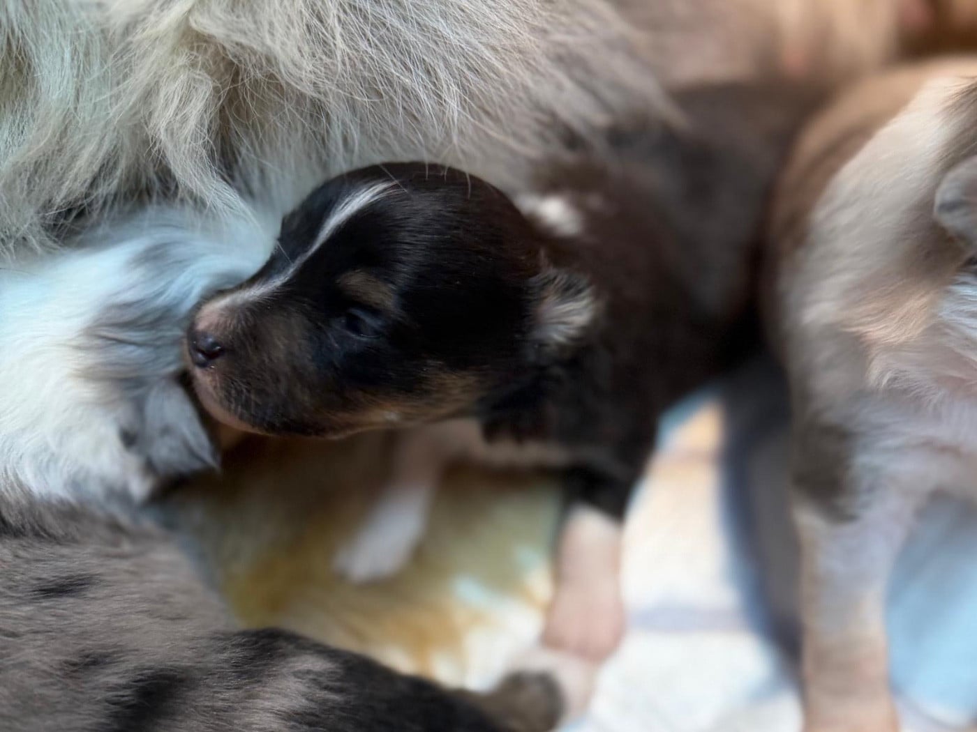 Andrew Black du Cèdre Enchanté