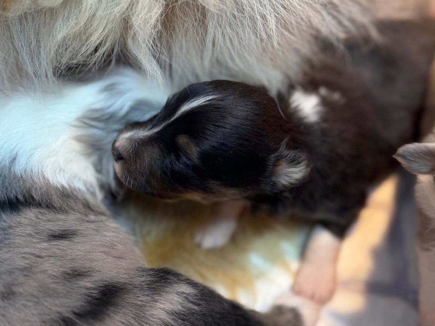 Andrew Black du Cèdre Enchanté