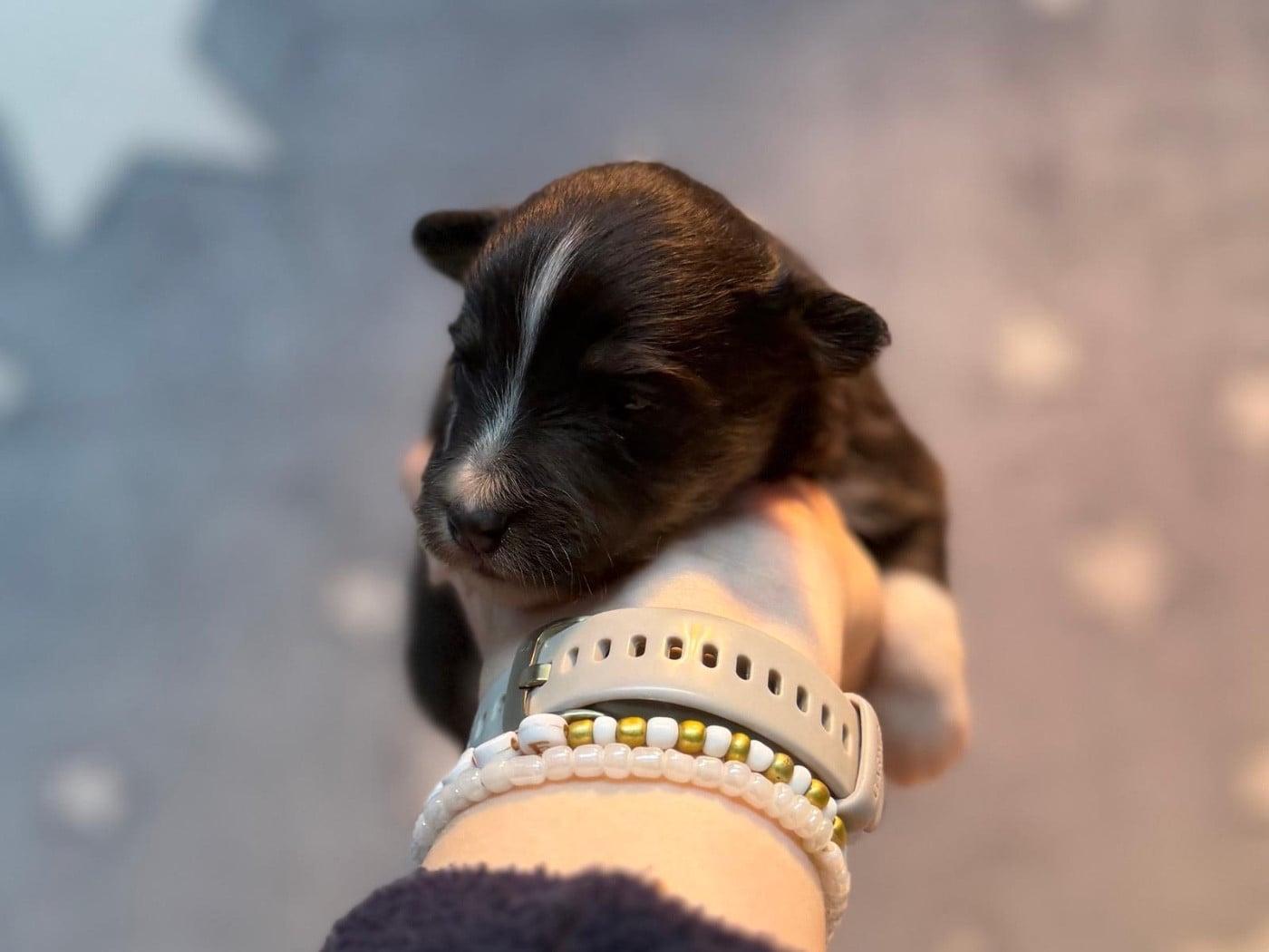 Andrew Black du Cèdre Enchanté