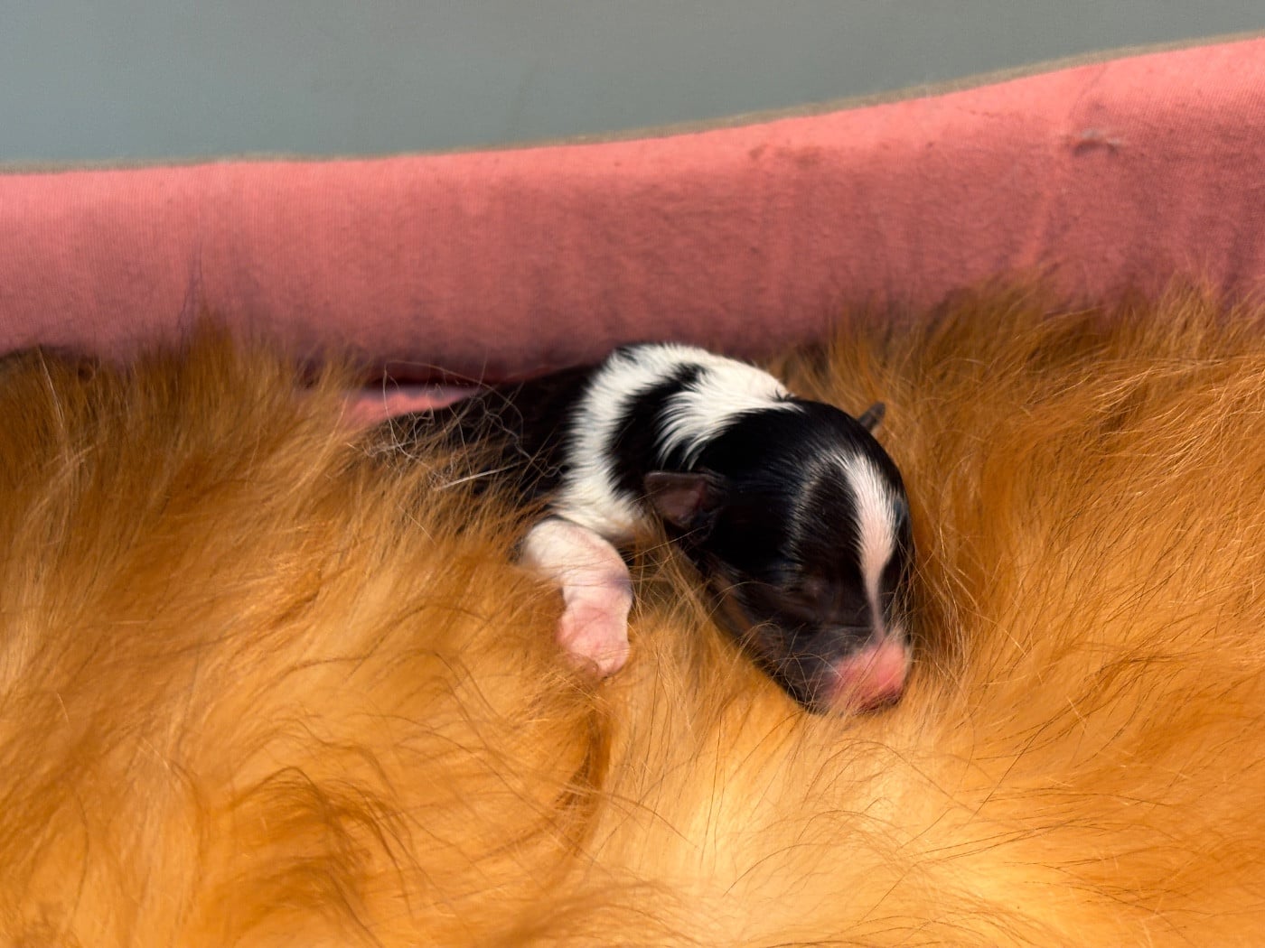 Balto black du Cèdre Enchanté