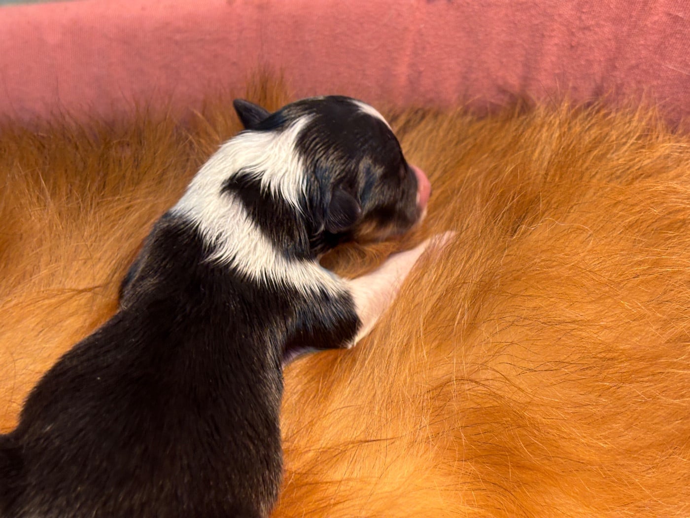 Balto black du Cèdre Enchanté