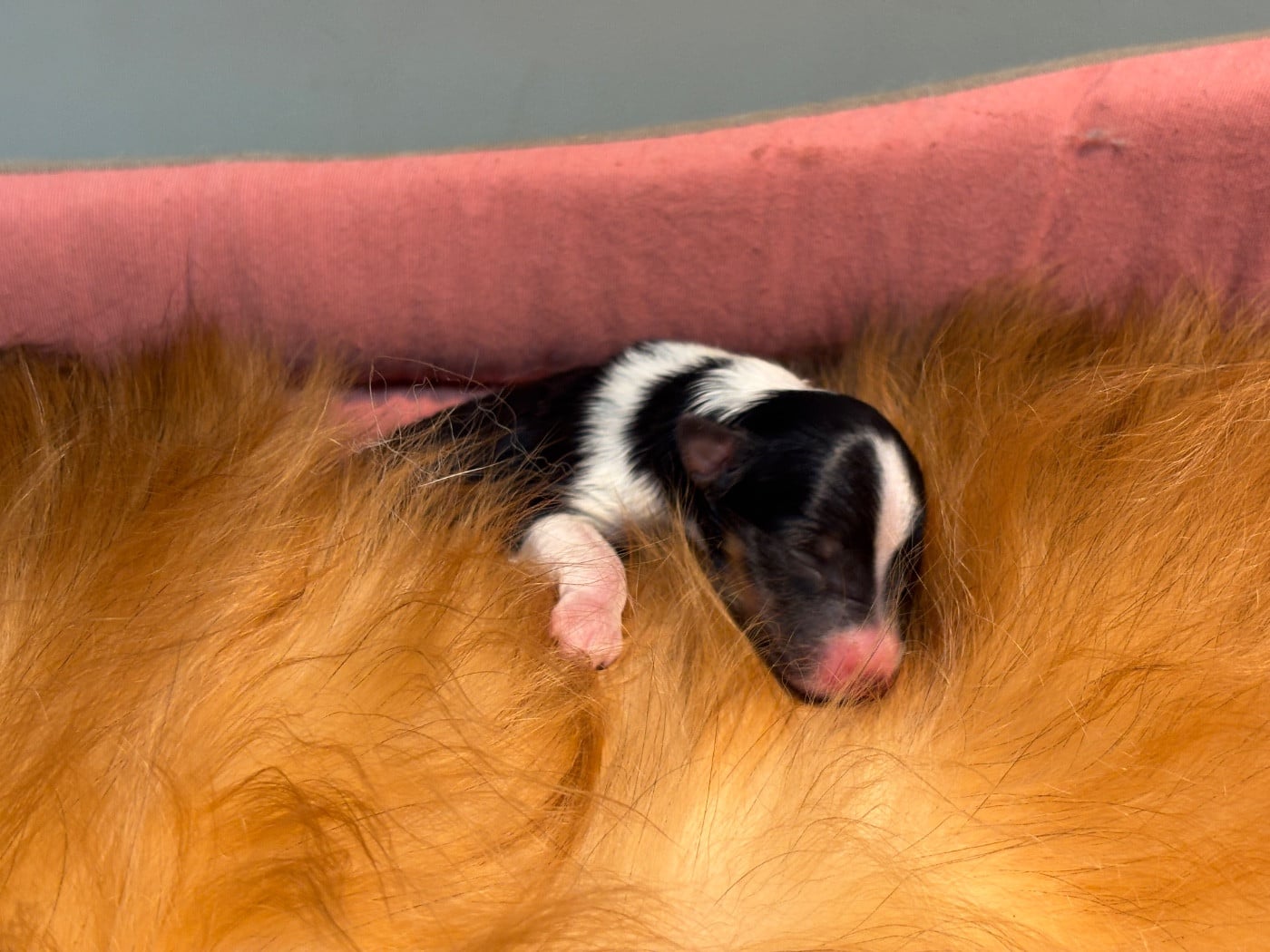 Balto black du Cèdre Enchanté