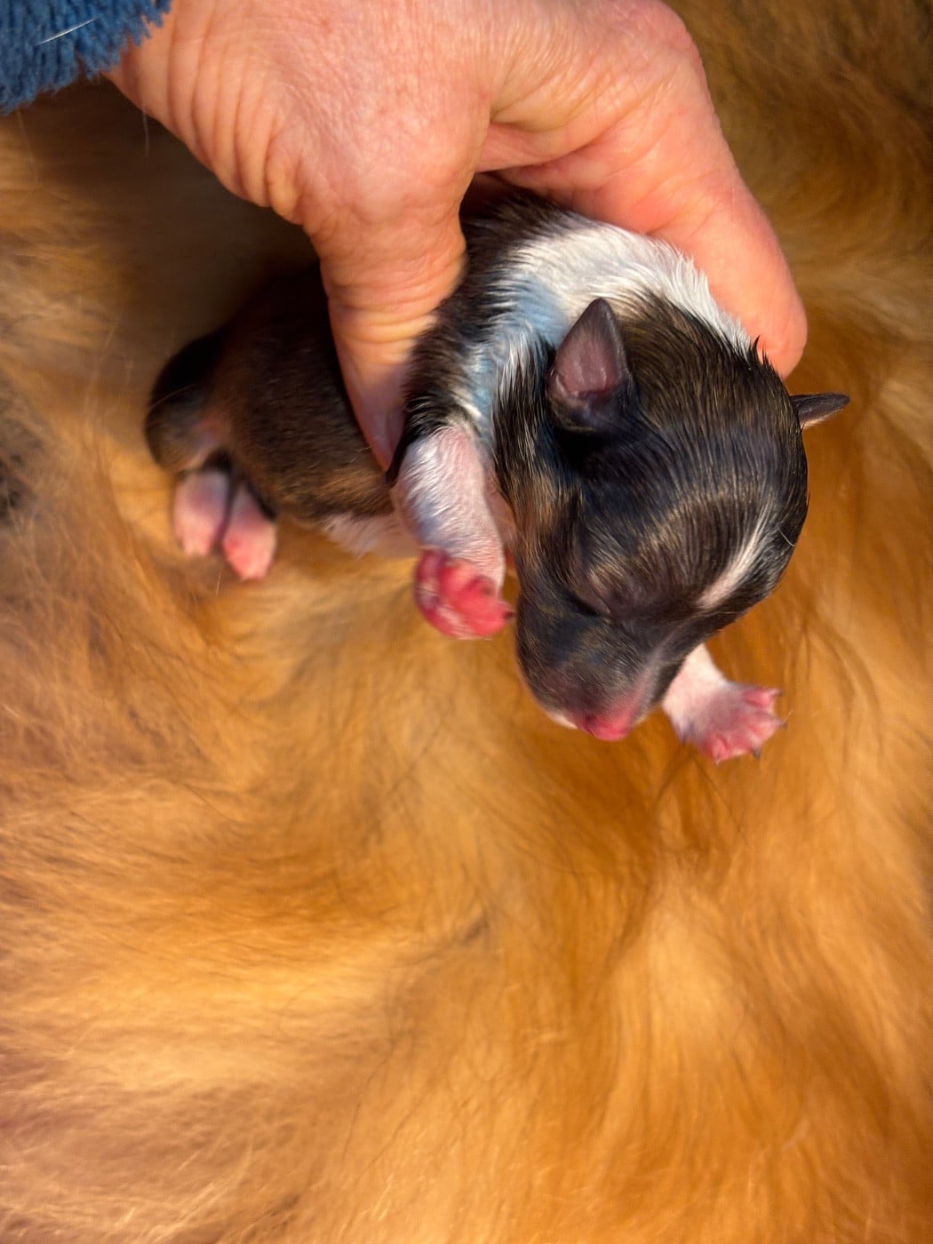 Bulle d or du Cèdre Enchanté
