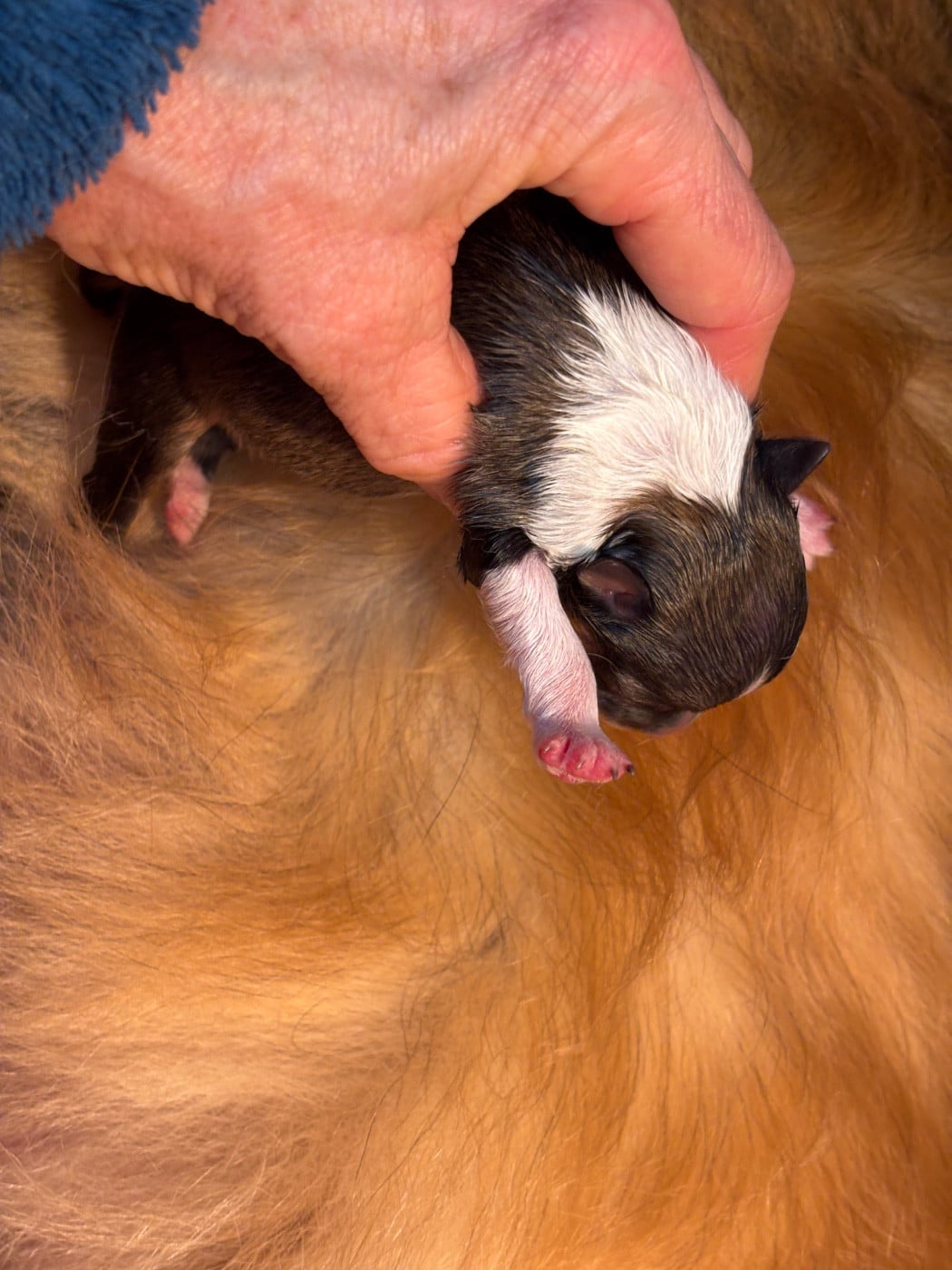 Bulle d or du Cèdre Enchanté