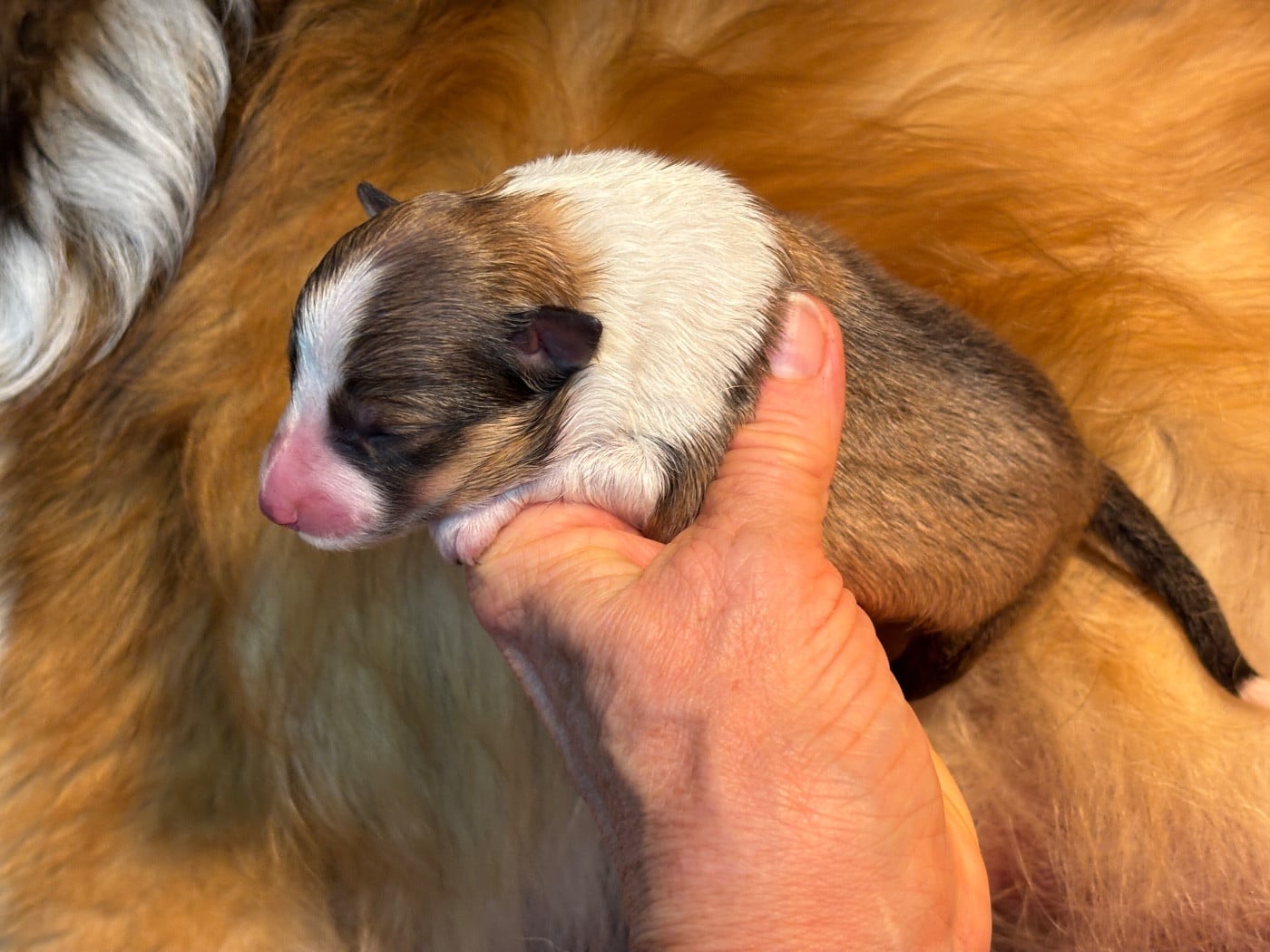 Balzane blonde du Cèdre Enchanté