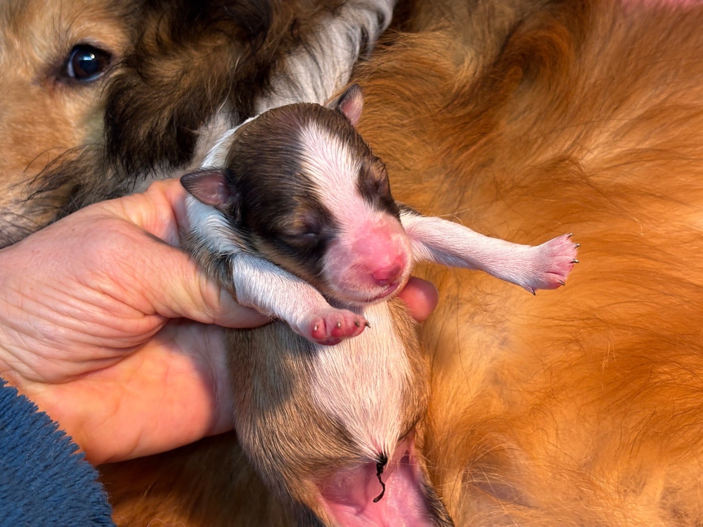 Balzane blonde du Cèdre Enchanté