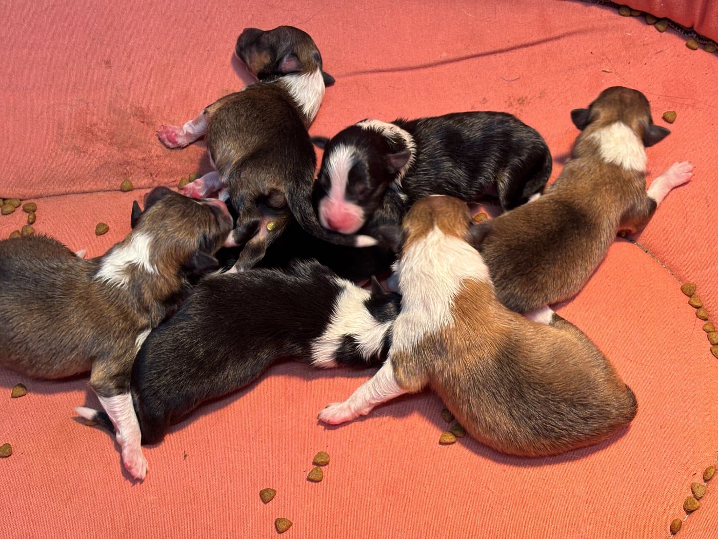 Balzane blonde du Cèdre Enchanté