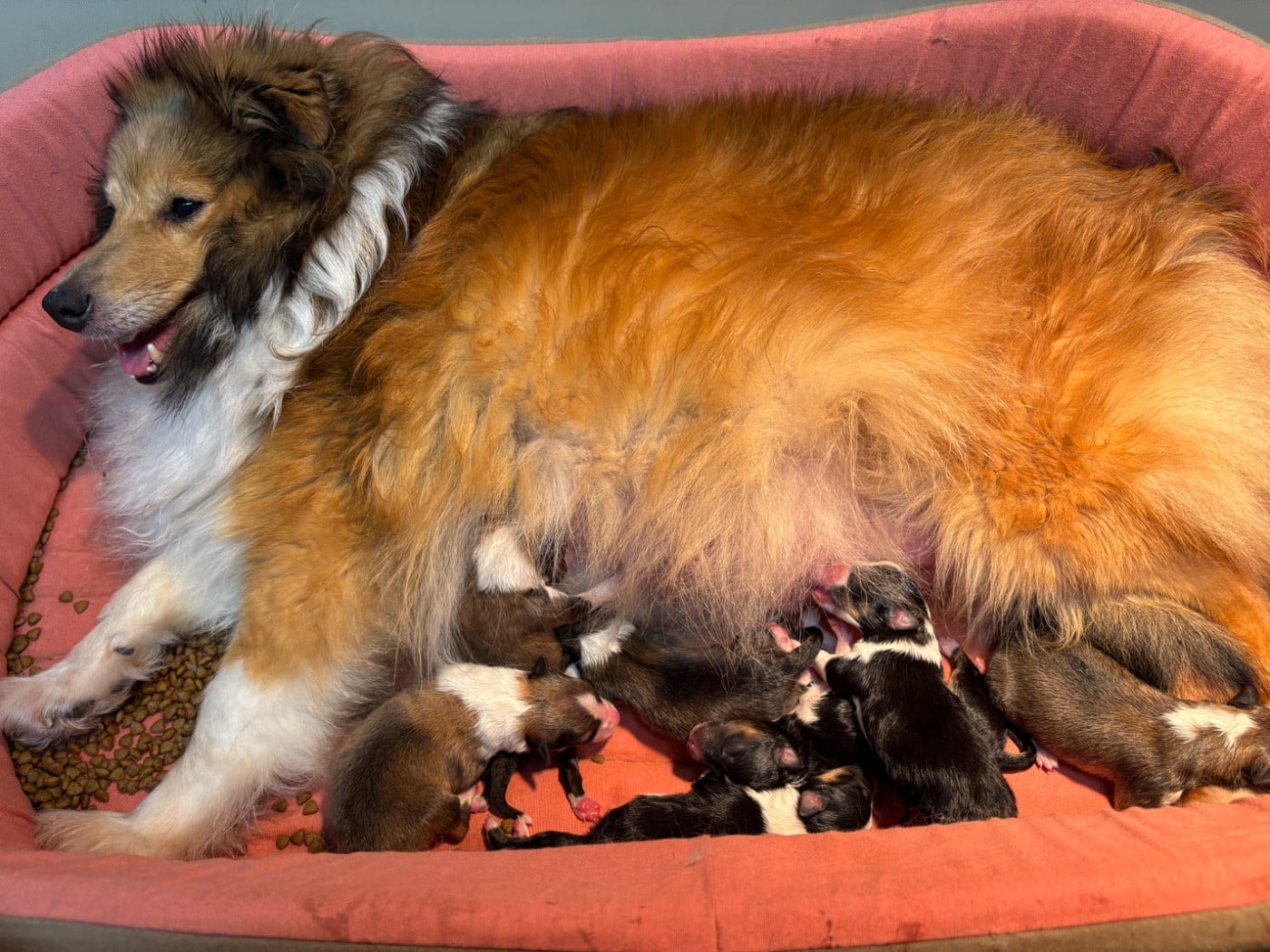 Balzane blonde du Cèdre Enchanté