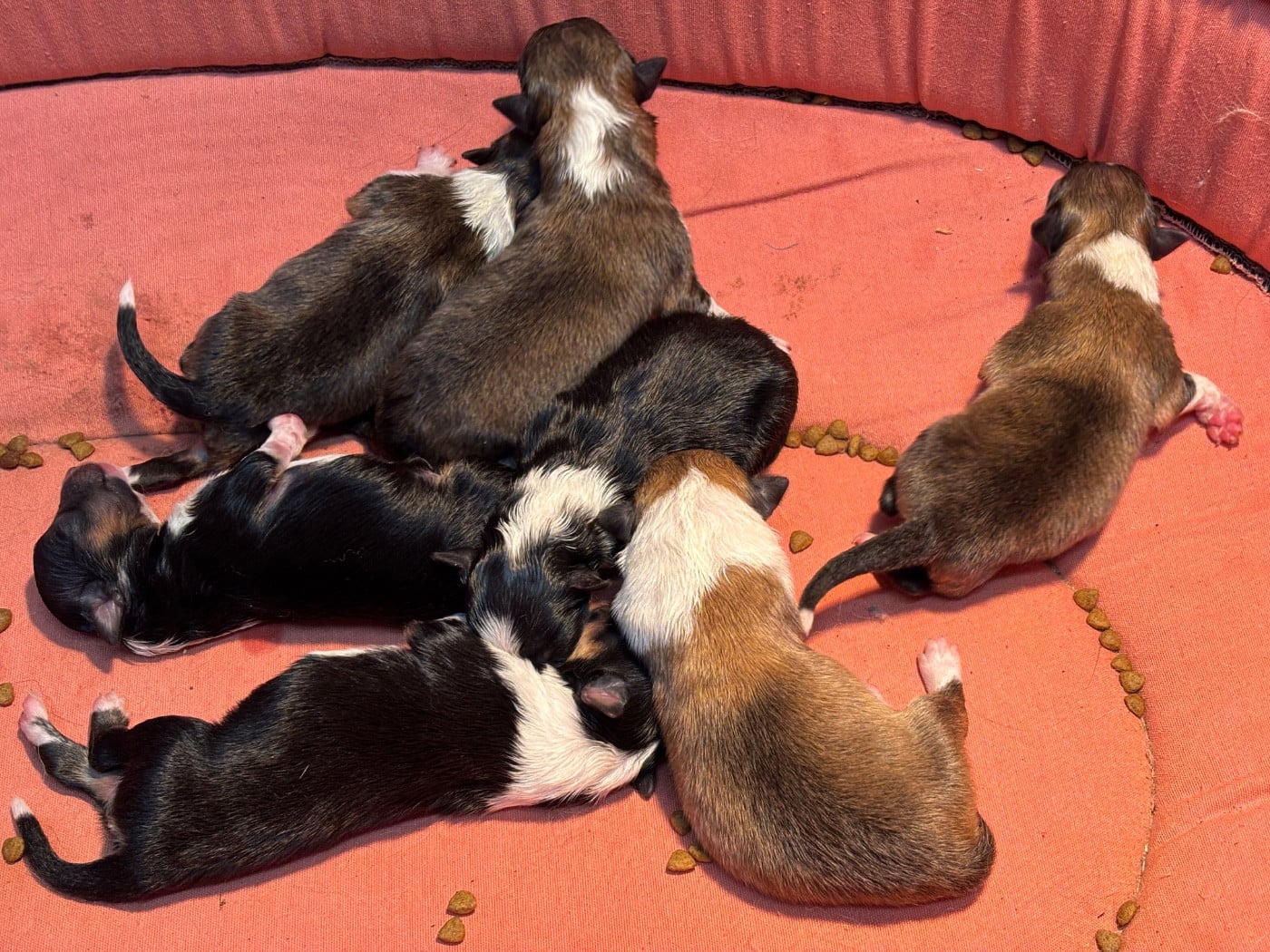 Bulle d or du Cèdre Enchanté