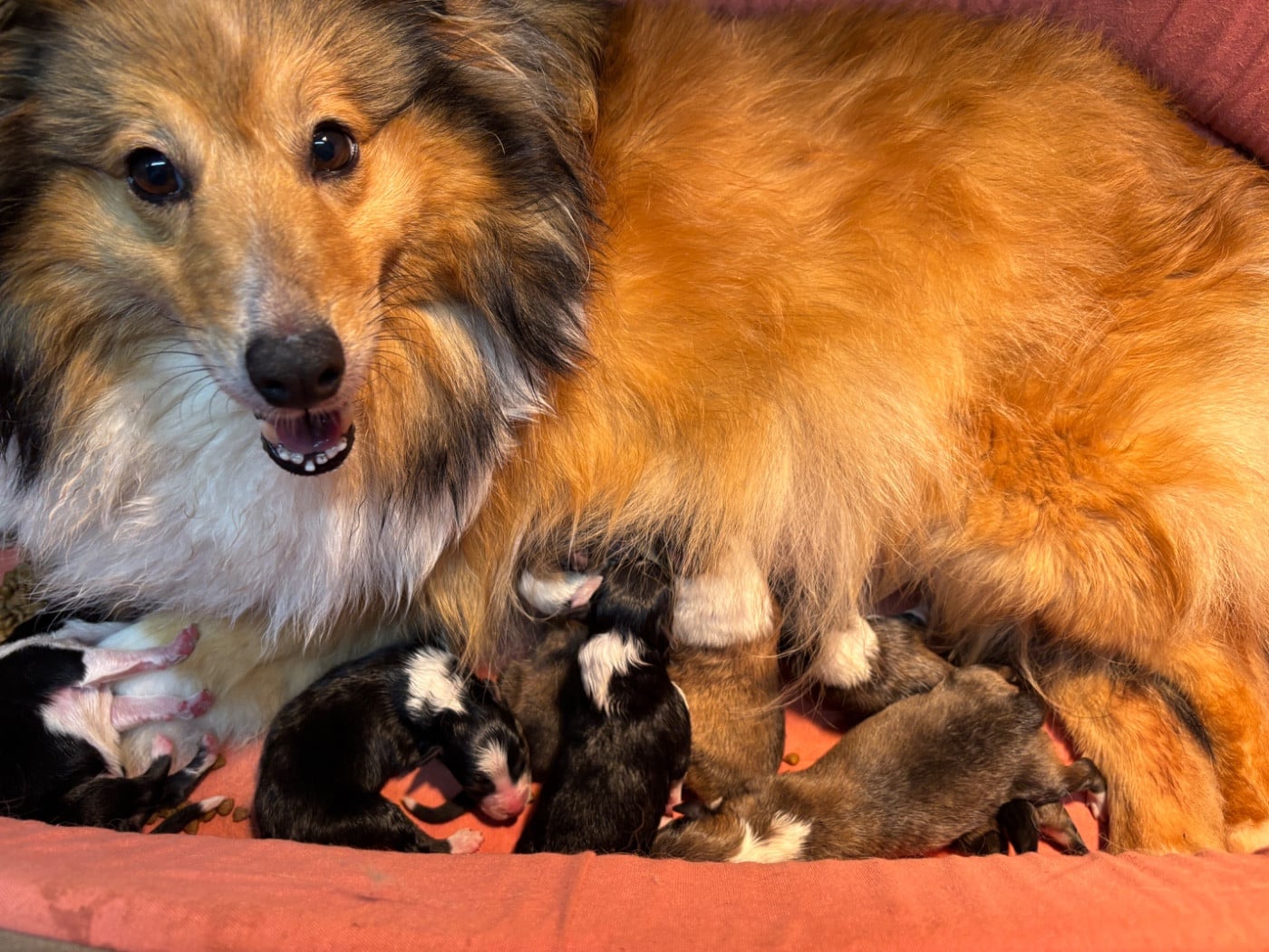 Bulle d or du Cèdre Enchanté