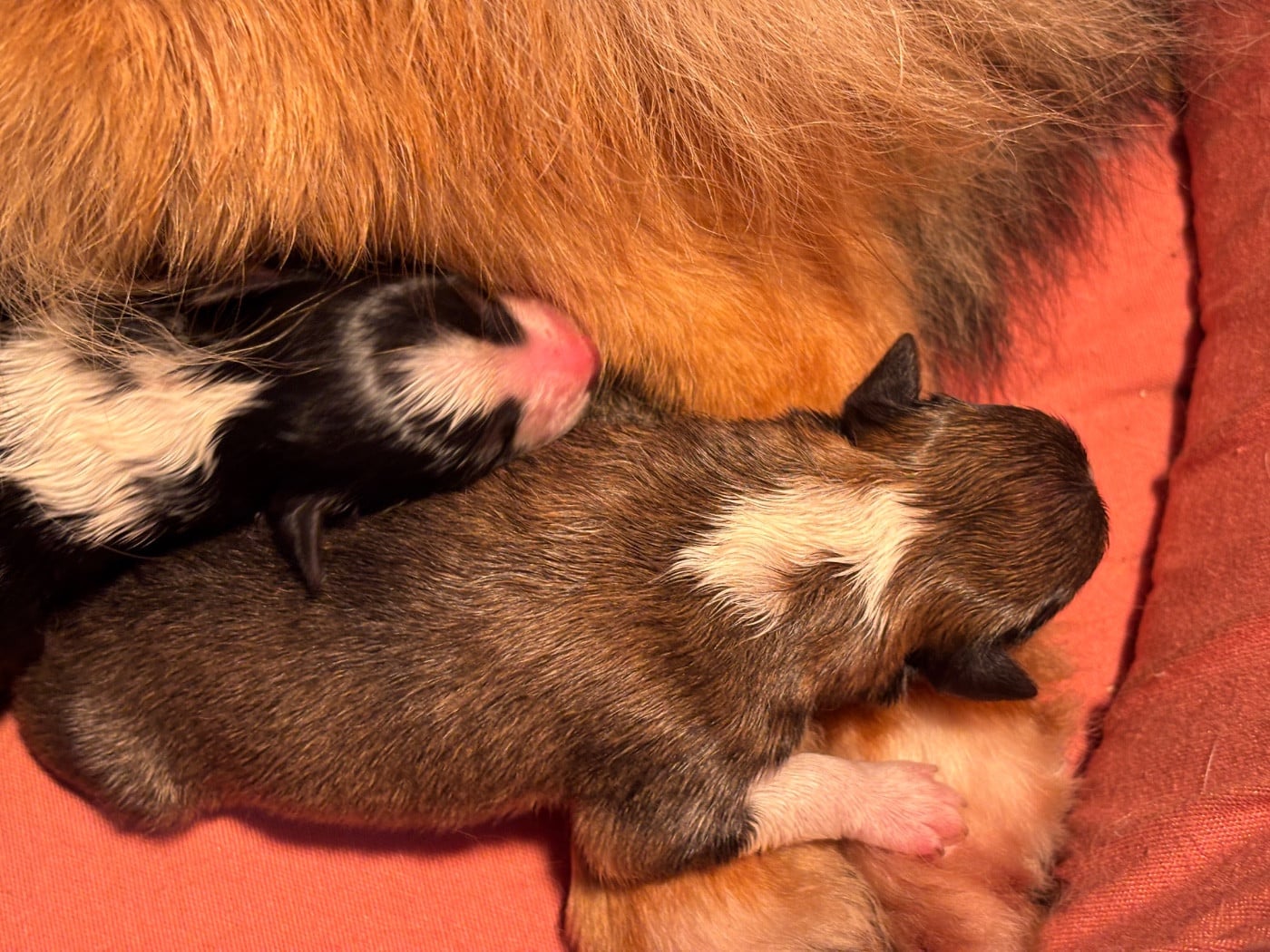 Beauty Love Gold du Cèdre Enchanté