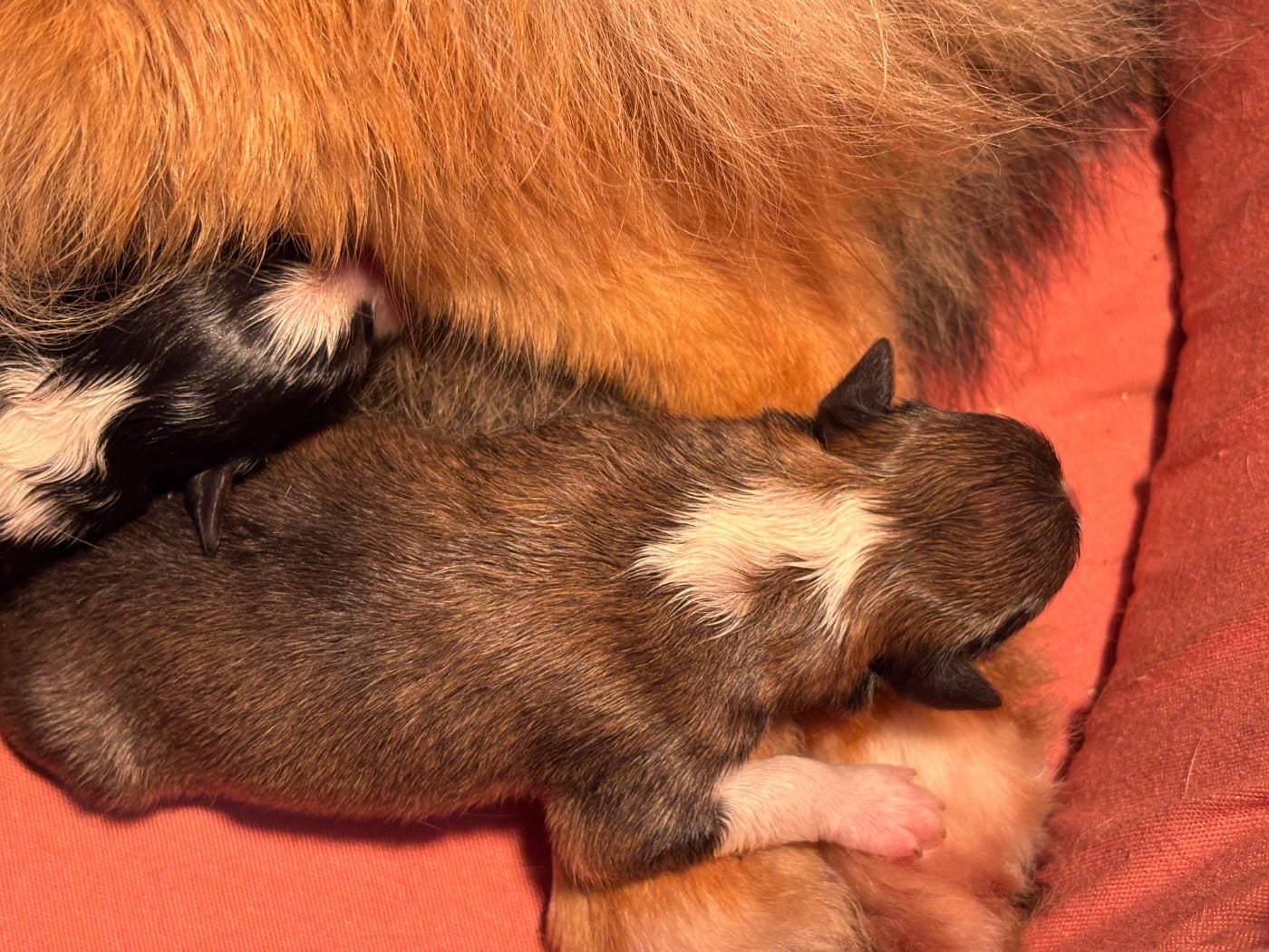 Beauty Love Gold du Cèdre Enchanté