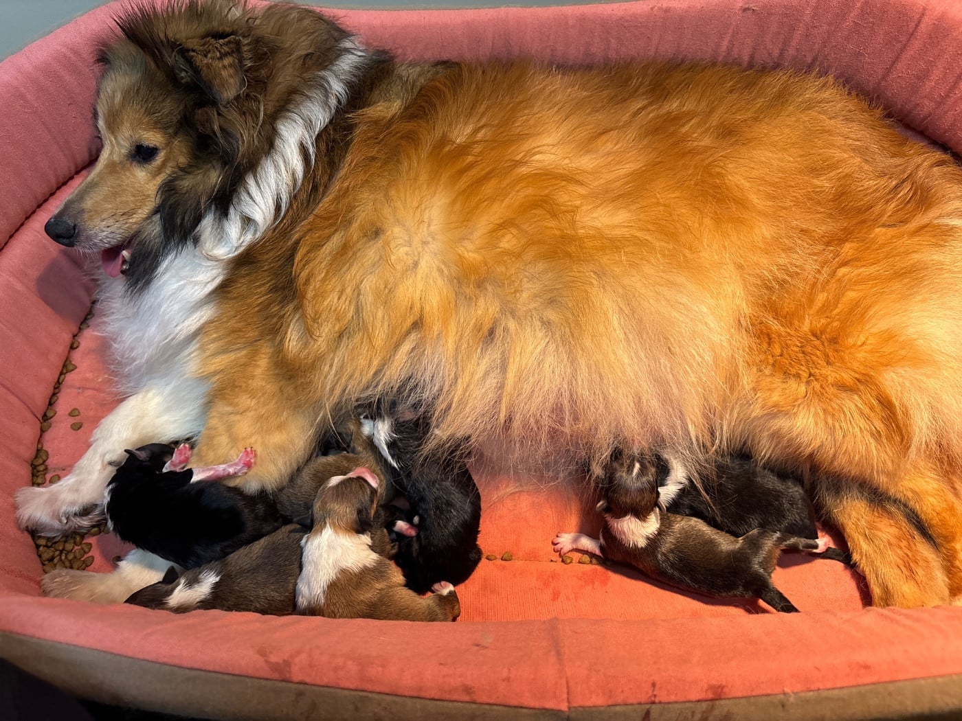 Bisou blonde du Cèdre Enchanté