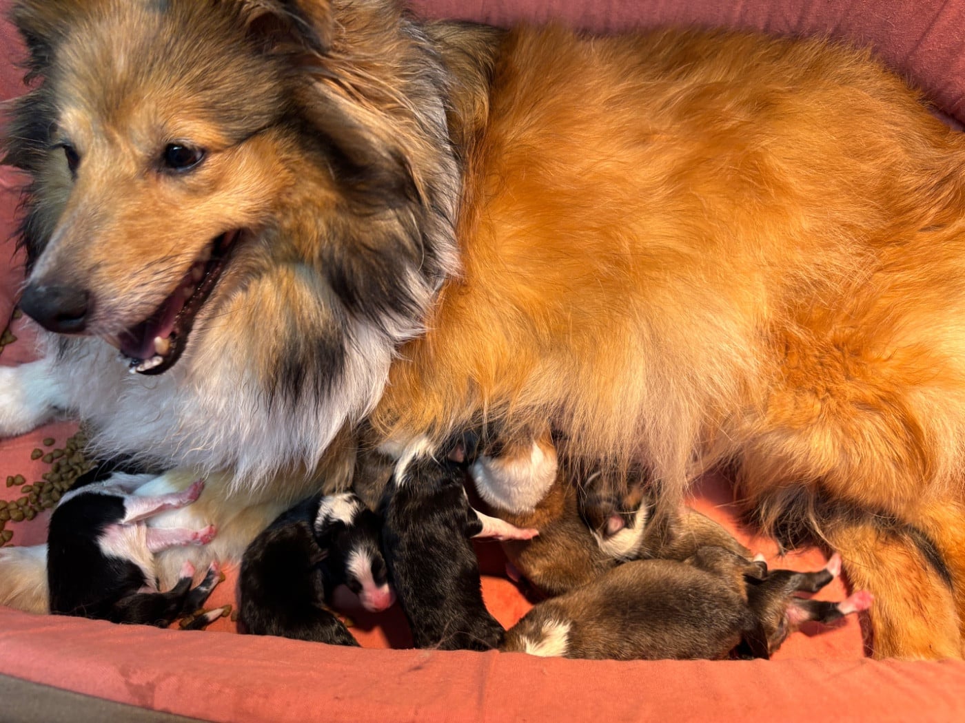 Bisou blonde du Cèdre Enchanté