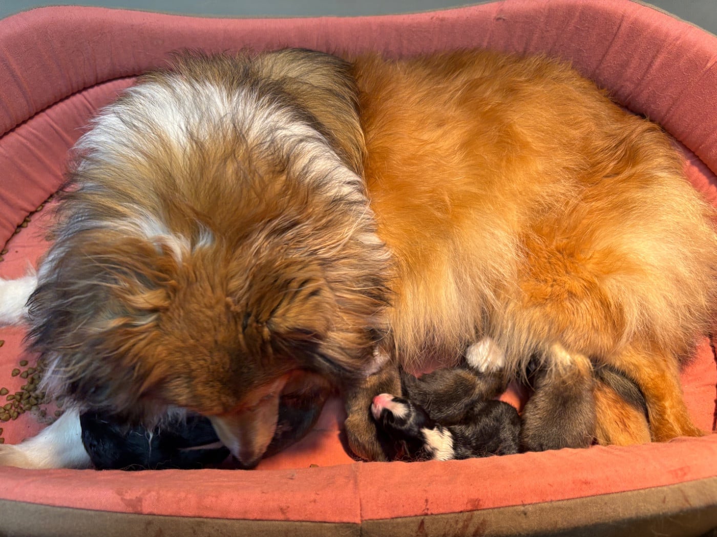 Bisou blonde du Cèdre Enchanté