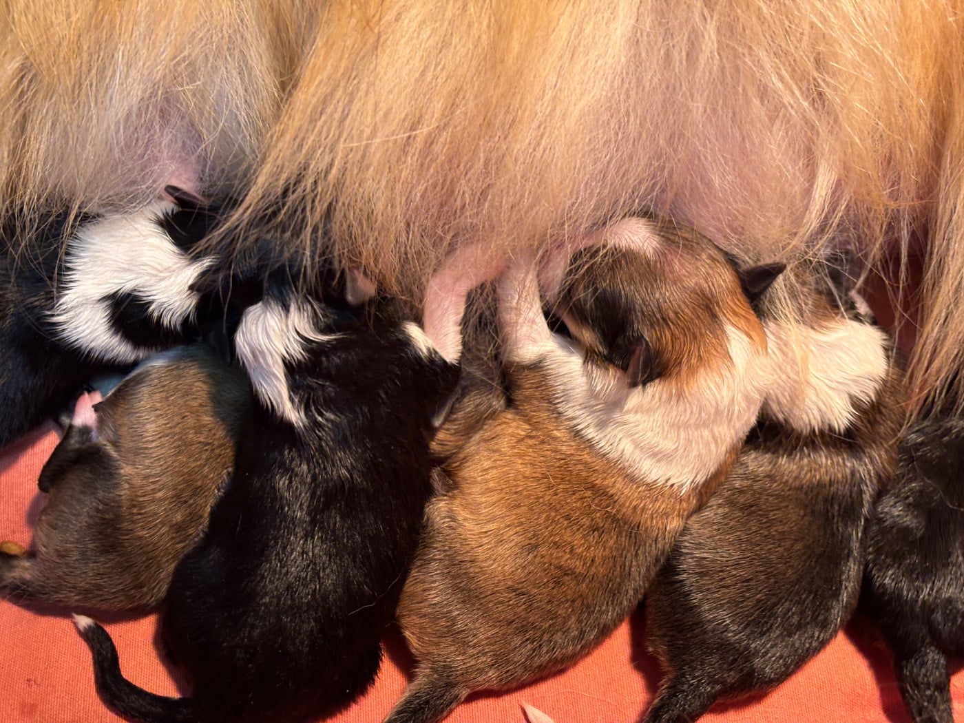 Black Beauty du Cèdre Enchanté