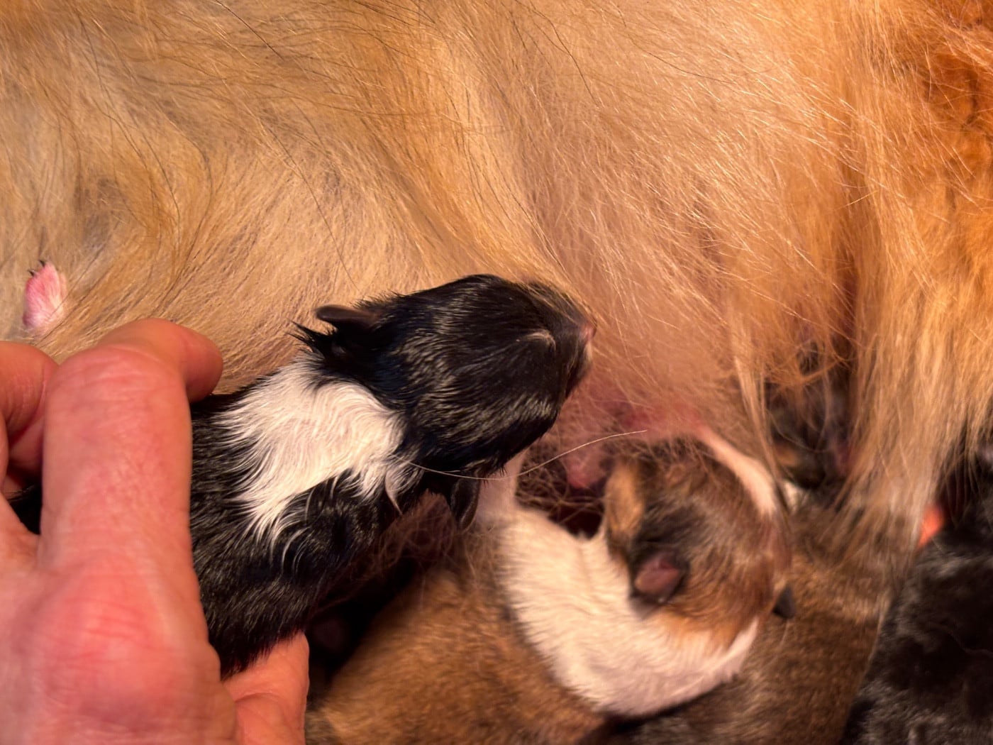 Black Beauty du Cèdre Enchanté