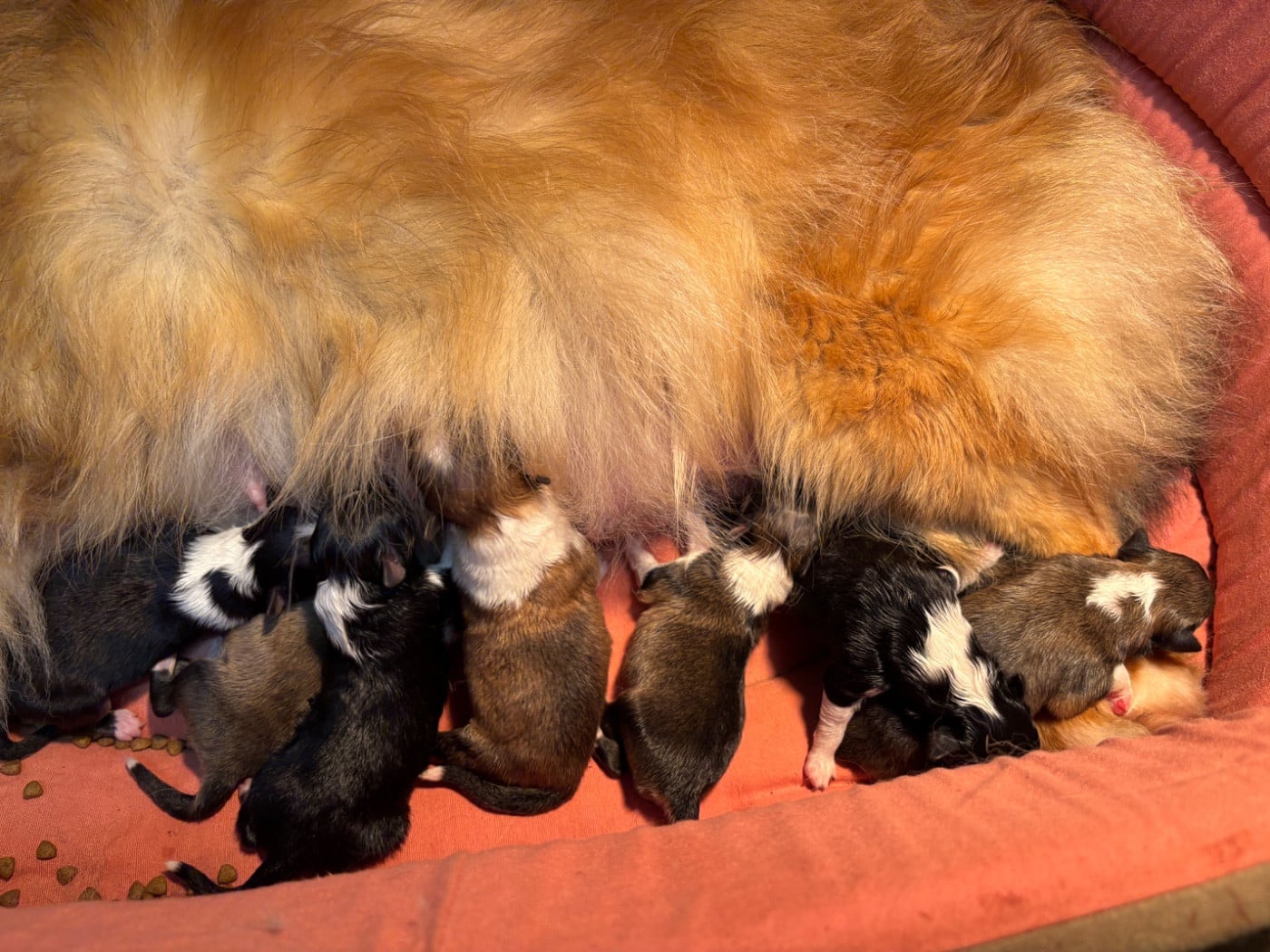 Black Beauty du Cèdre Enchanté