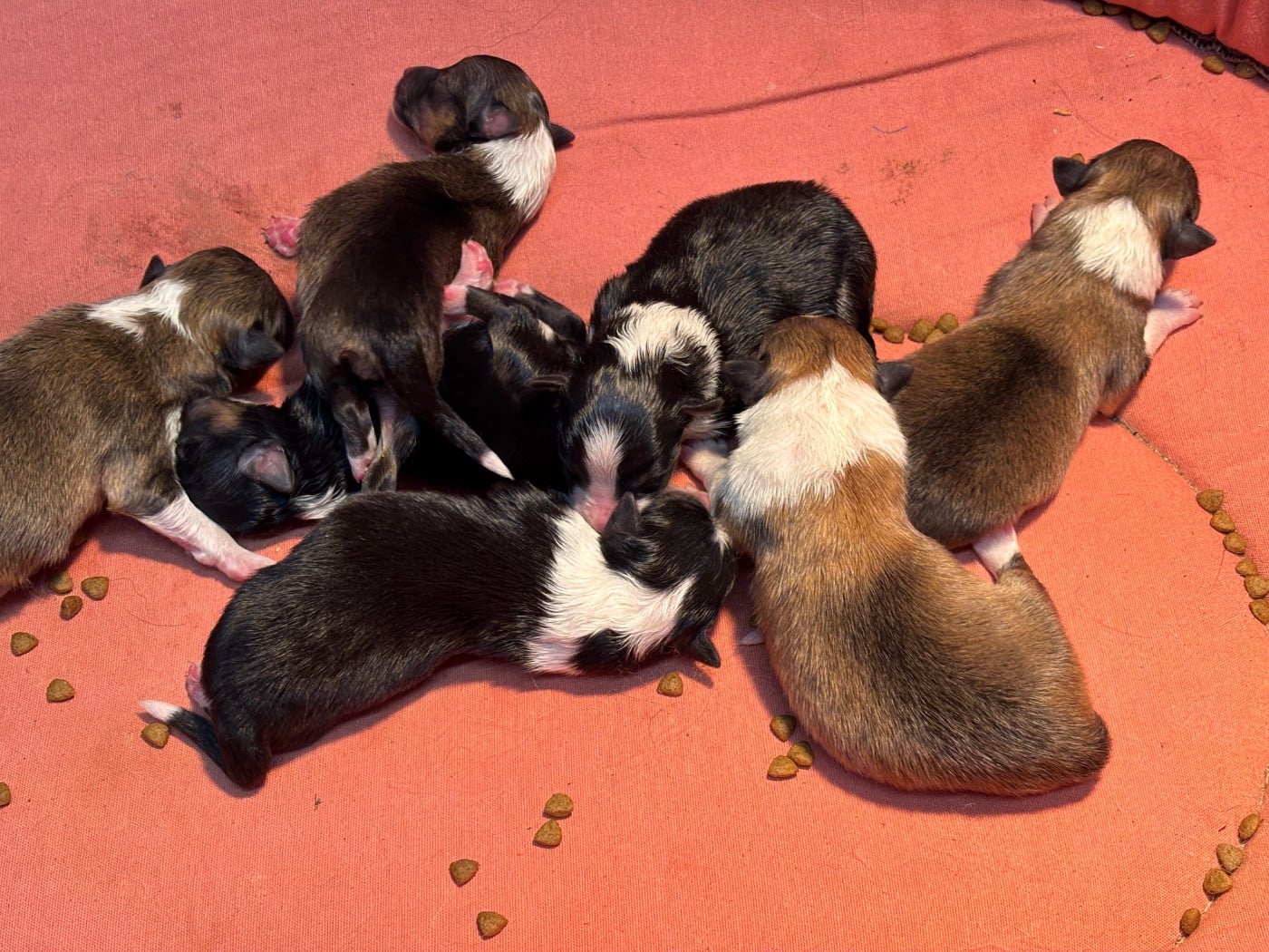 Black Beauty du Cèdre Enchanté