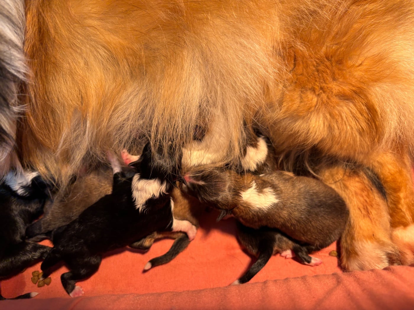 Black Berry du Cèdre Enchanté