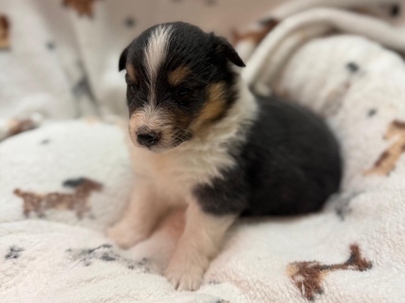 Balto black du Cèdre Enchanté