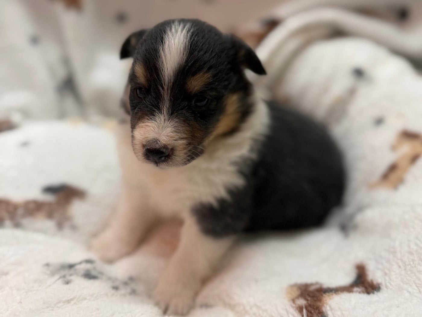 Balto black du Cèdre Enchanté