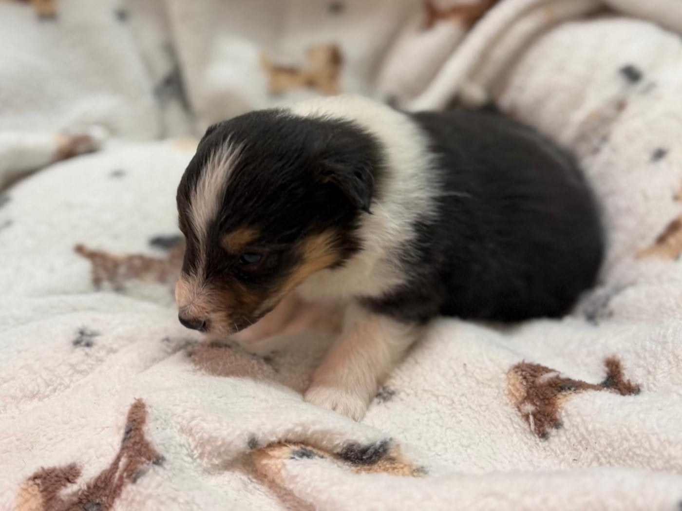 Balto black du Cèdre Enchanté