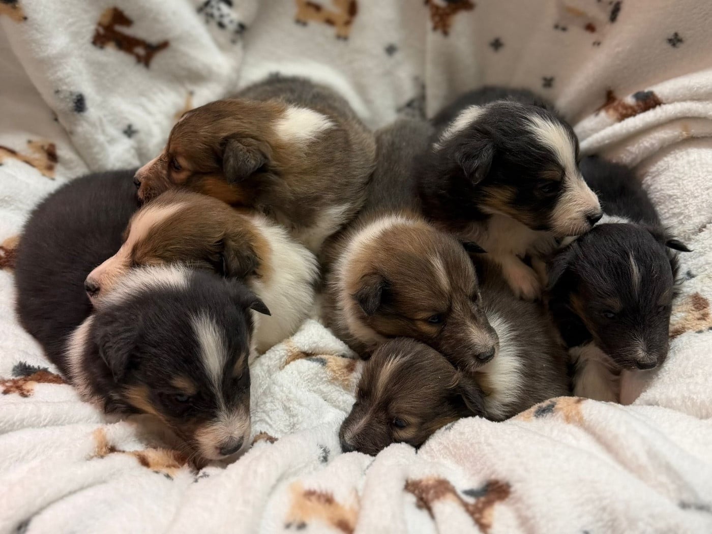 Balto black du Cèdre Enchanté