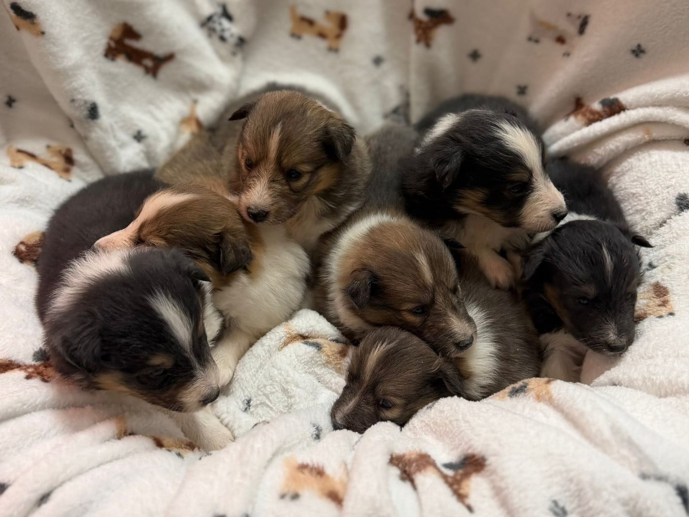 Shetland Sheepdog - du Cèdre Enchanté
