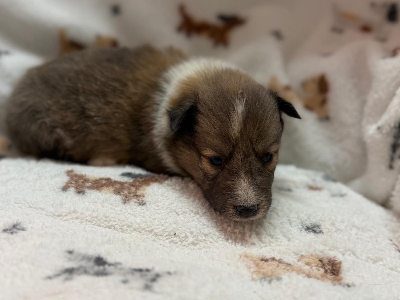 Bulle d or du Cèdre Enchanté