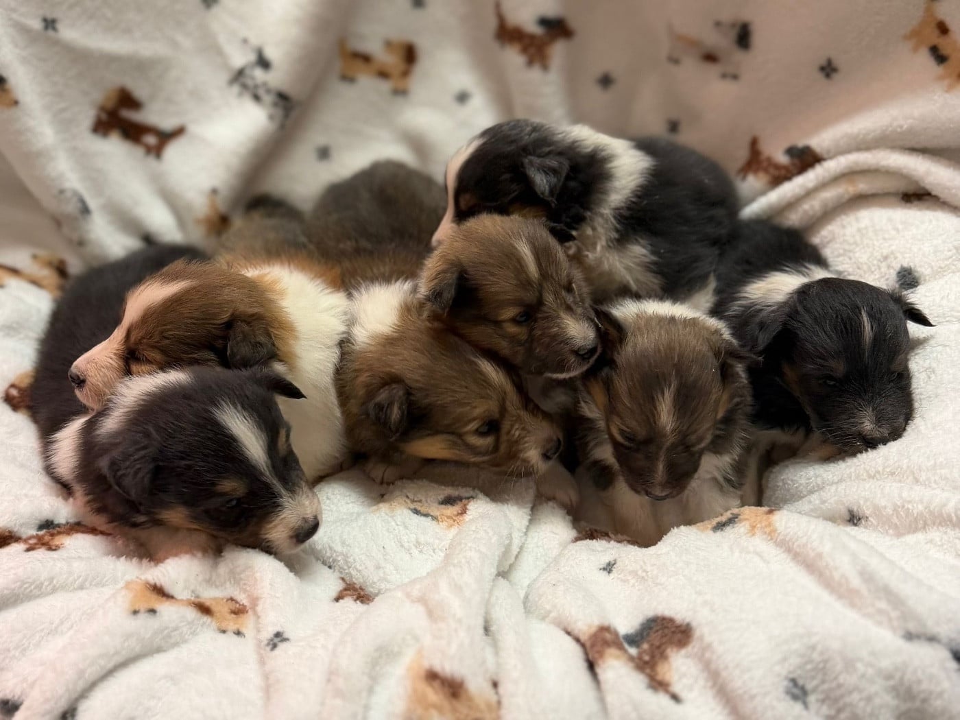 Bulle d or du Cèdre Enchanté