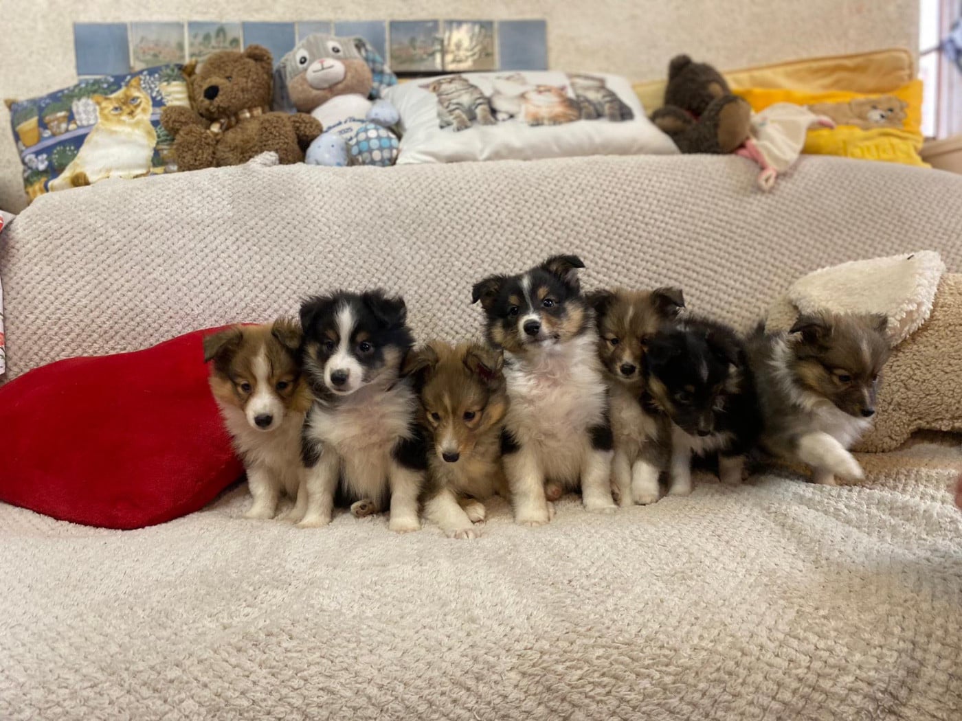 Shetland Sheepdog - du Cèdre Enchanté