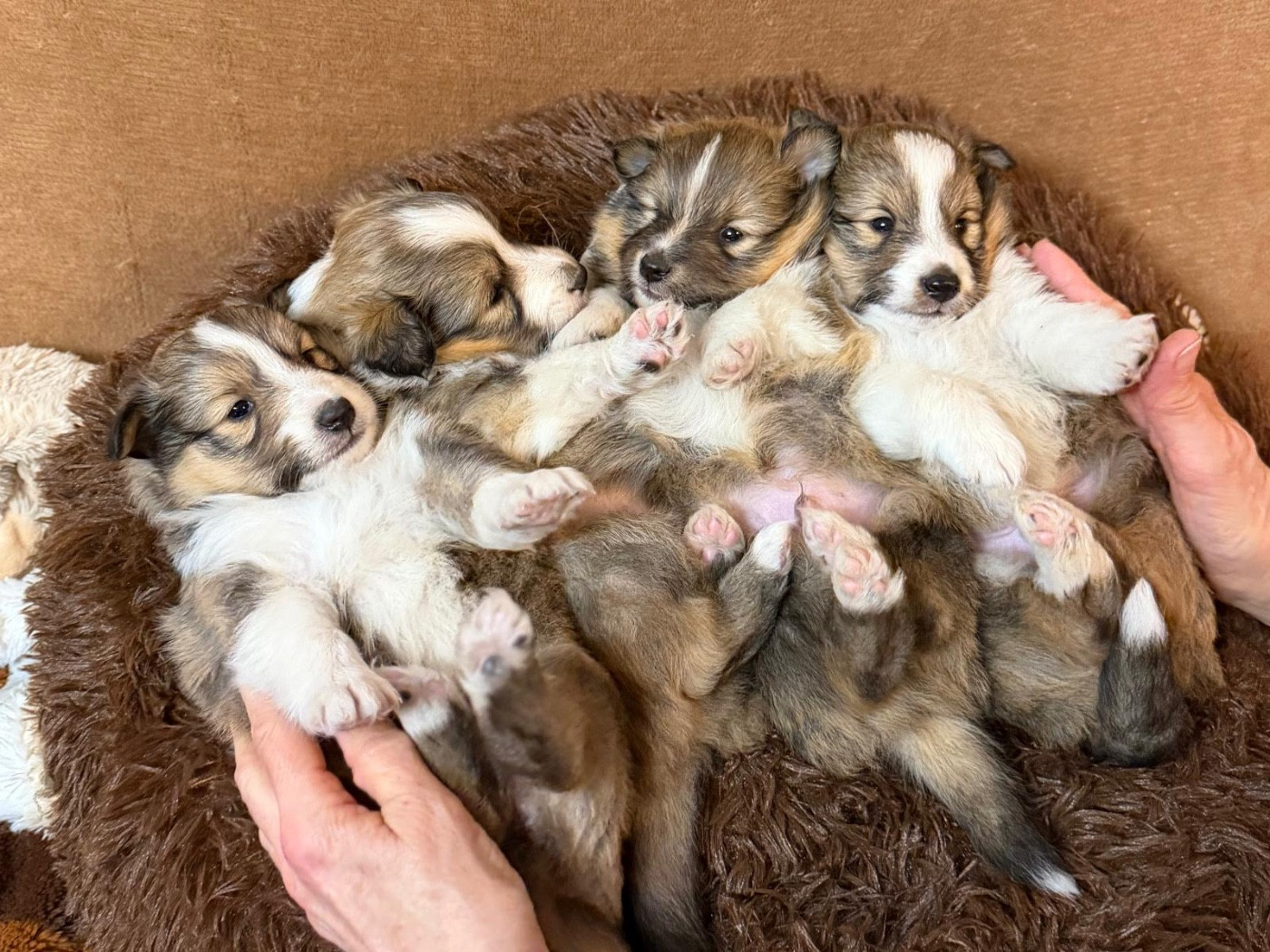 Shetland Sheepdog - du Cèdre Enchanté