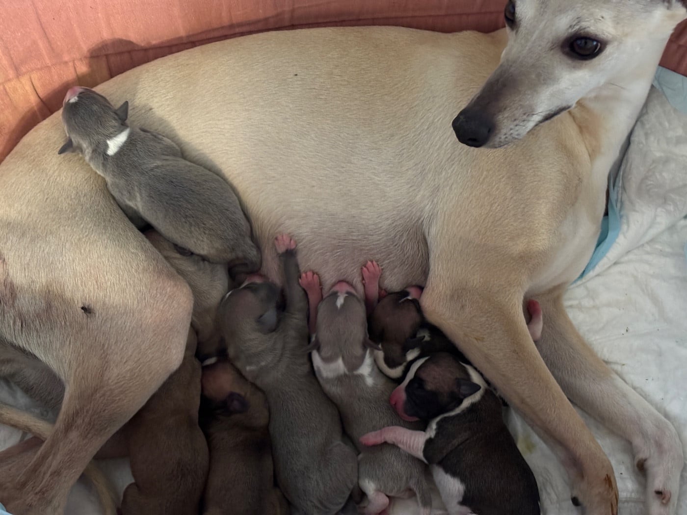 Whippet - du Cèdre Enchanté