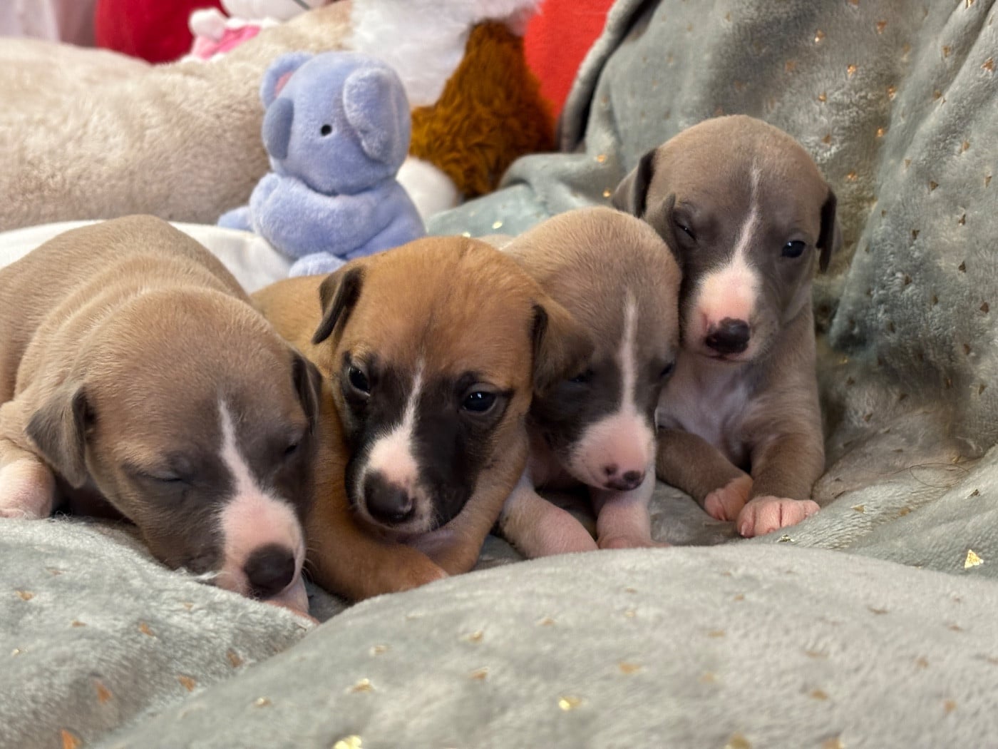 Whippet - du Cèdre Enchanté