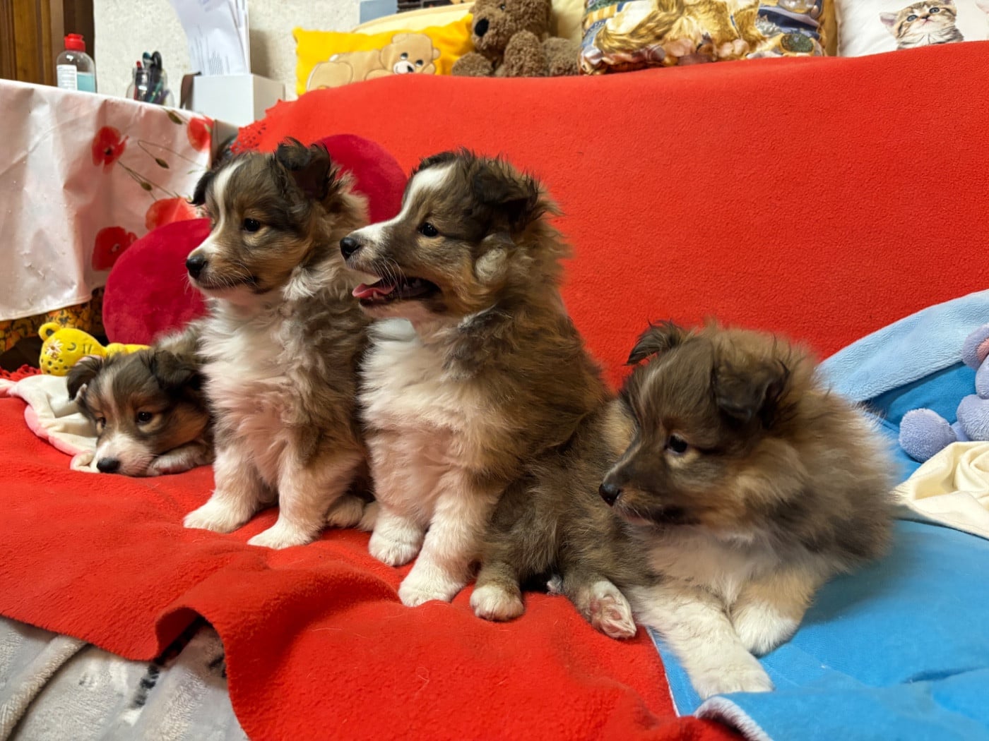 Shetland Sheepdog - du Cèdre Enchanté