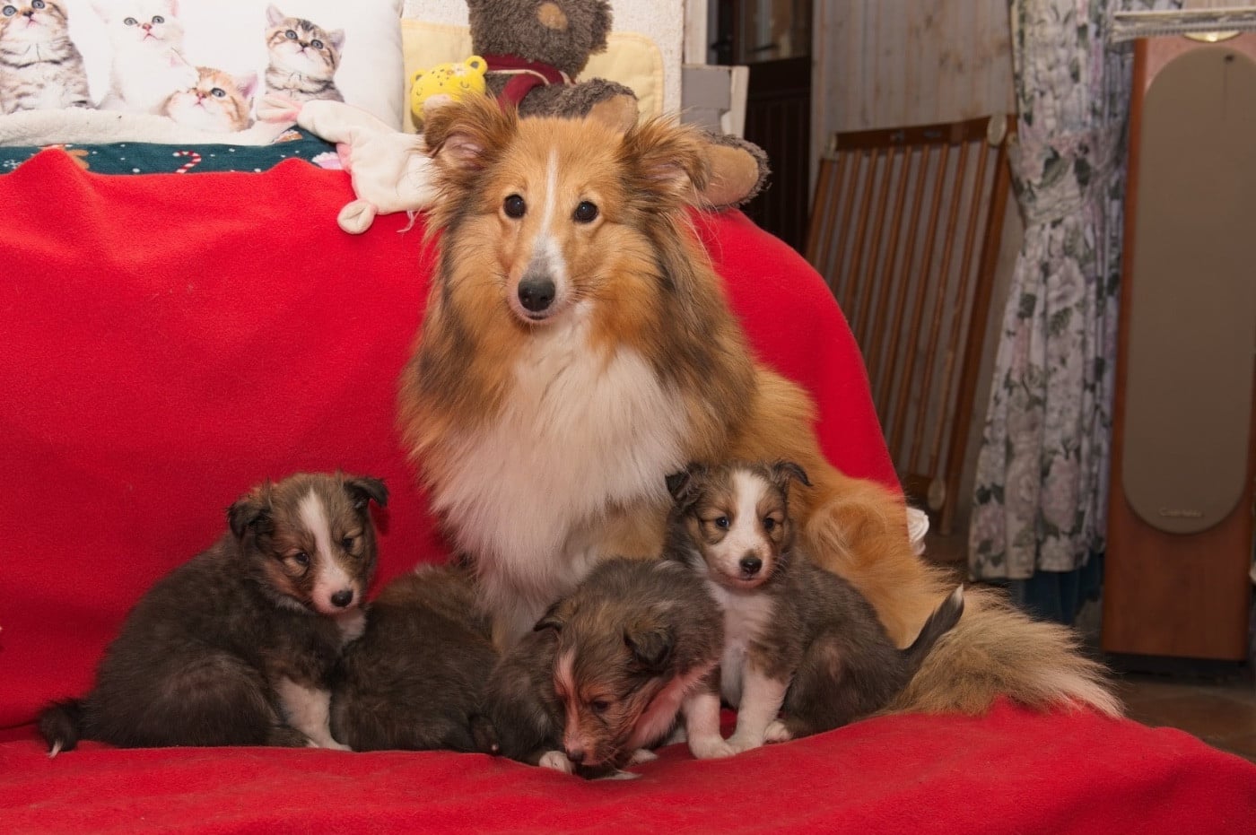 Shetland Sheepdog - du Cèdre Enchanté
