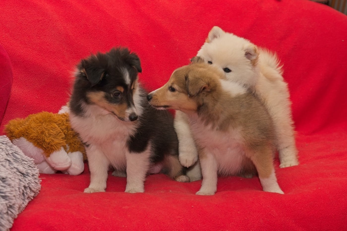 Shetland Sheepdog - du Cèdre Enchanté